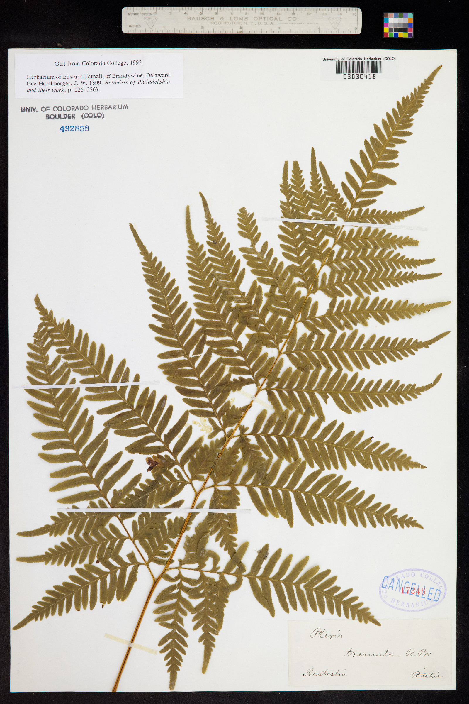 Pteris tremula image