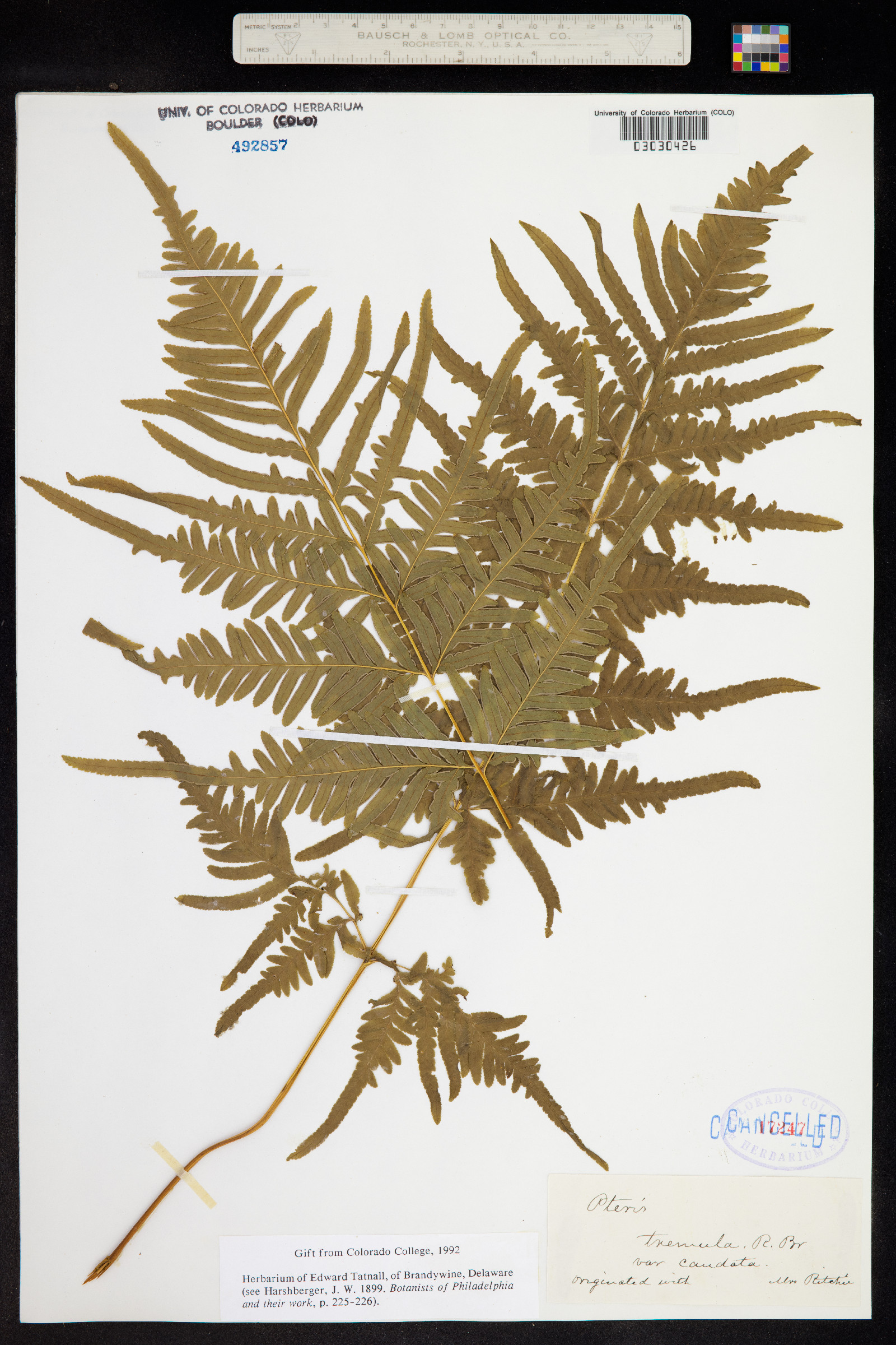 Pteris image