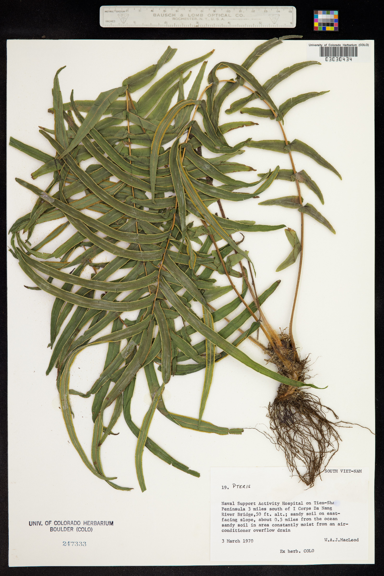 Pteris vittata image