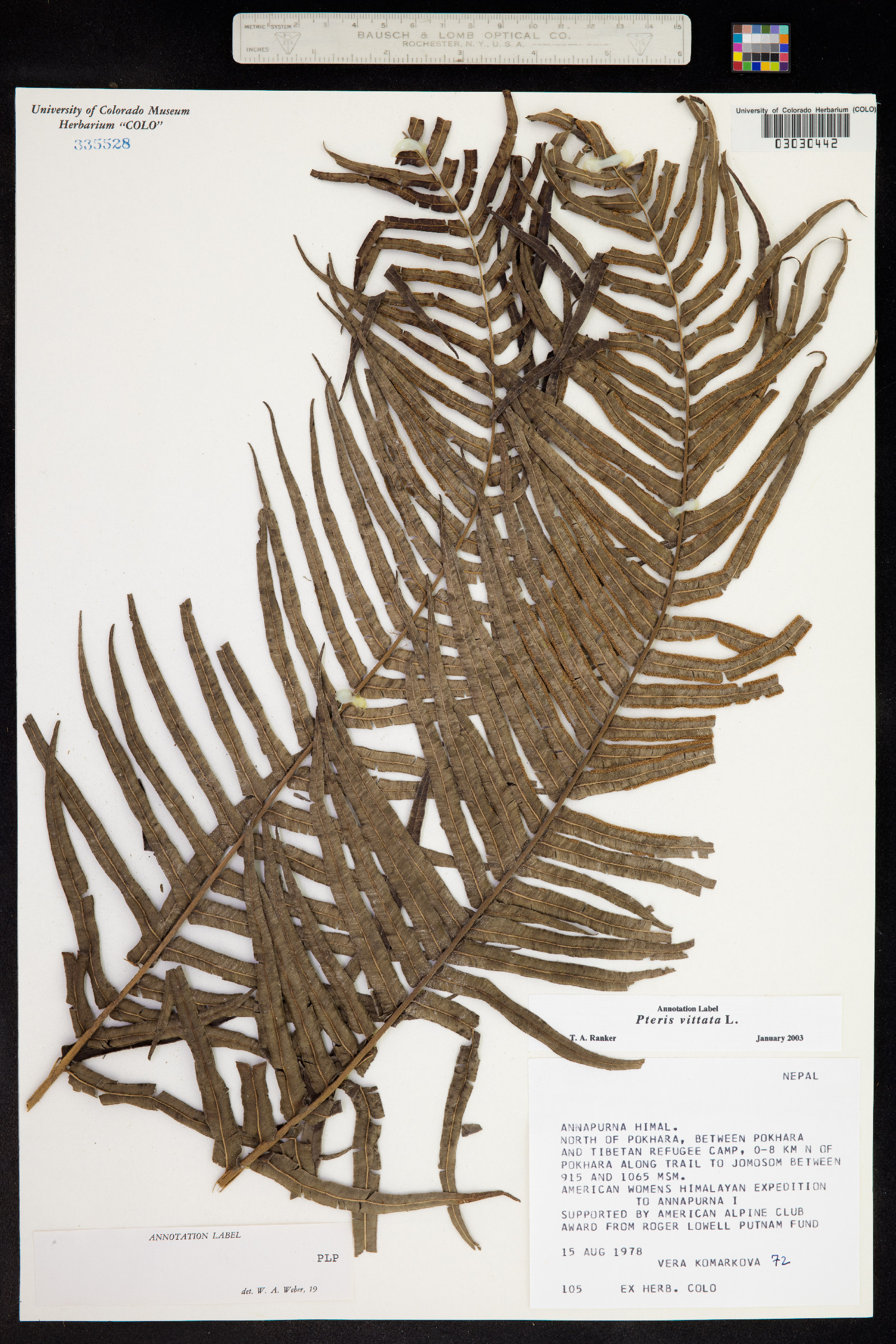 Pteris vittata image