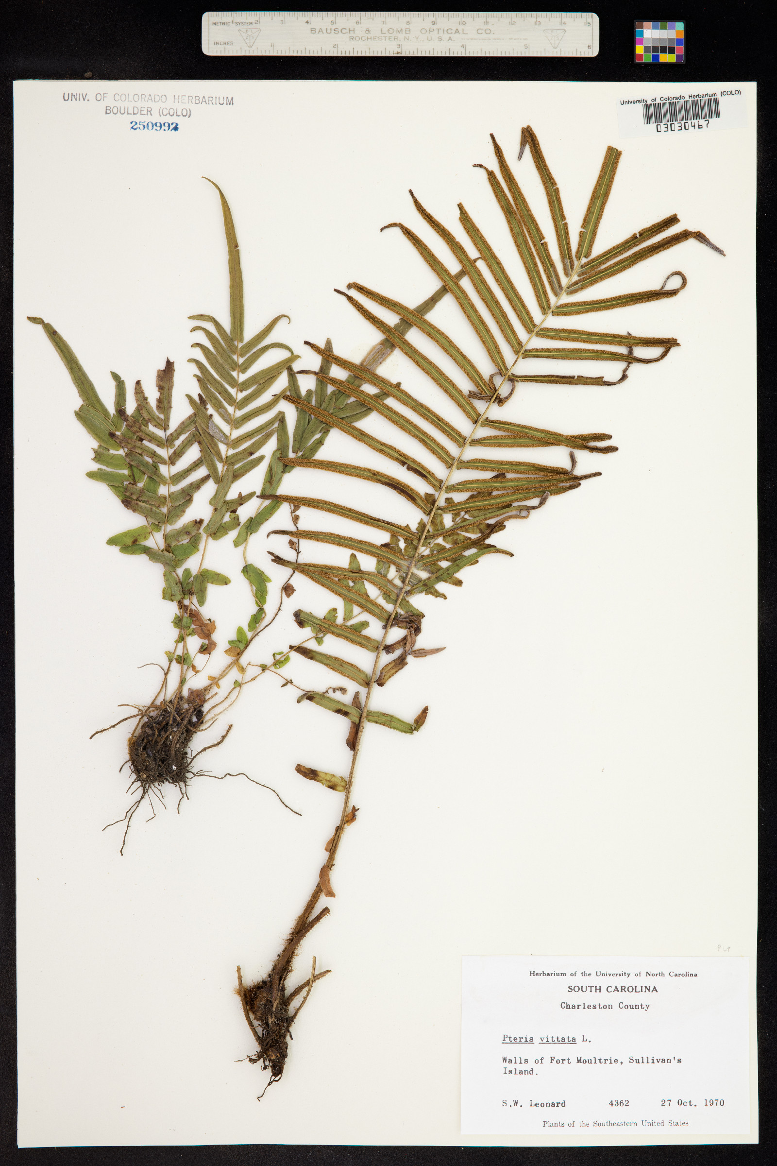 Pteris vittata image