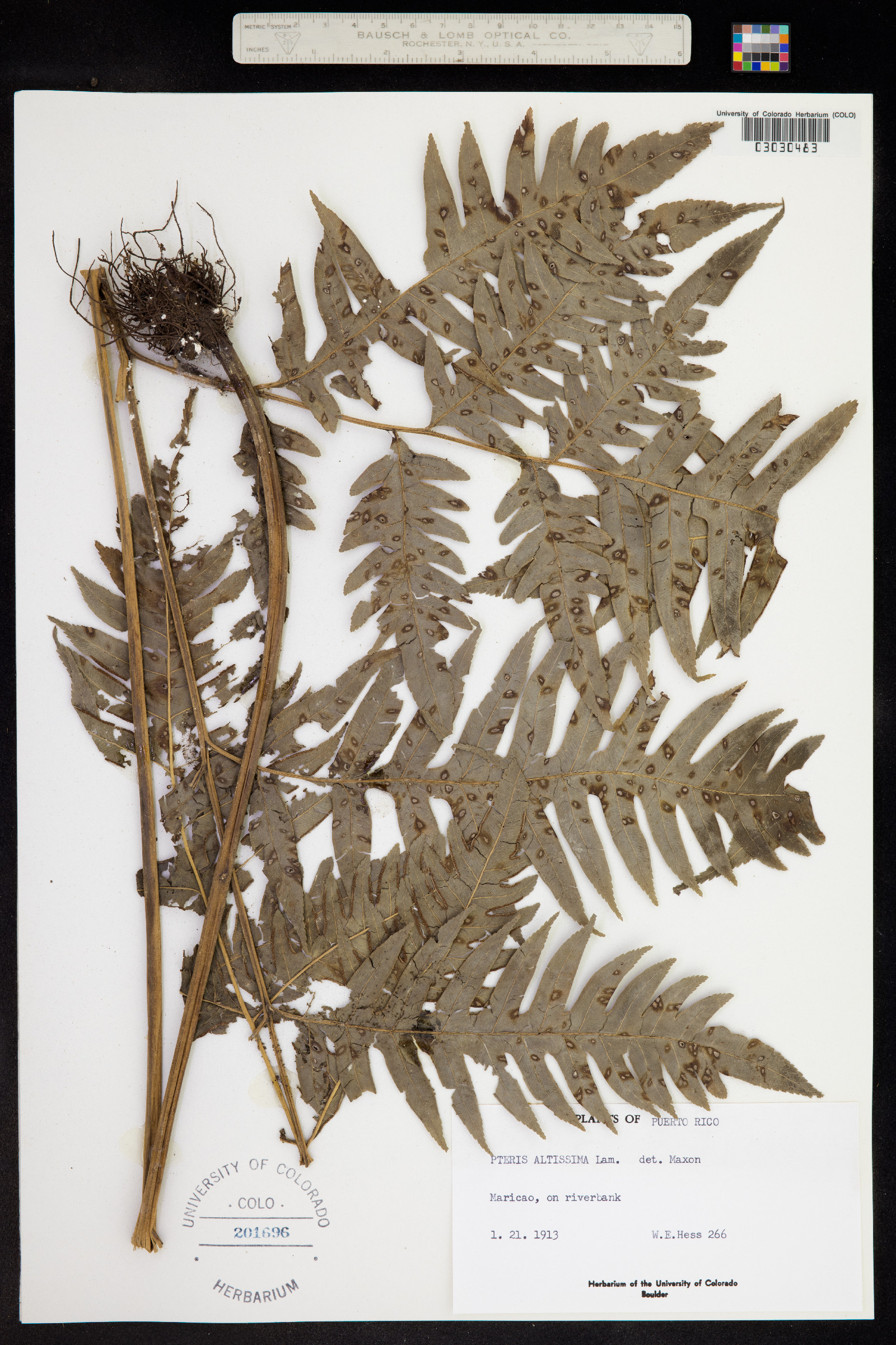 Pteris altissima image