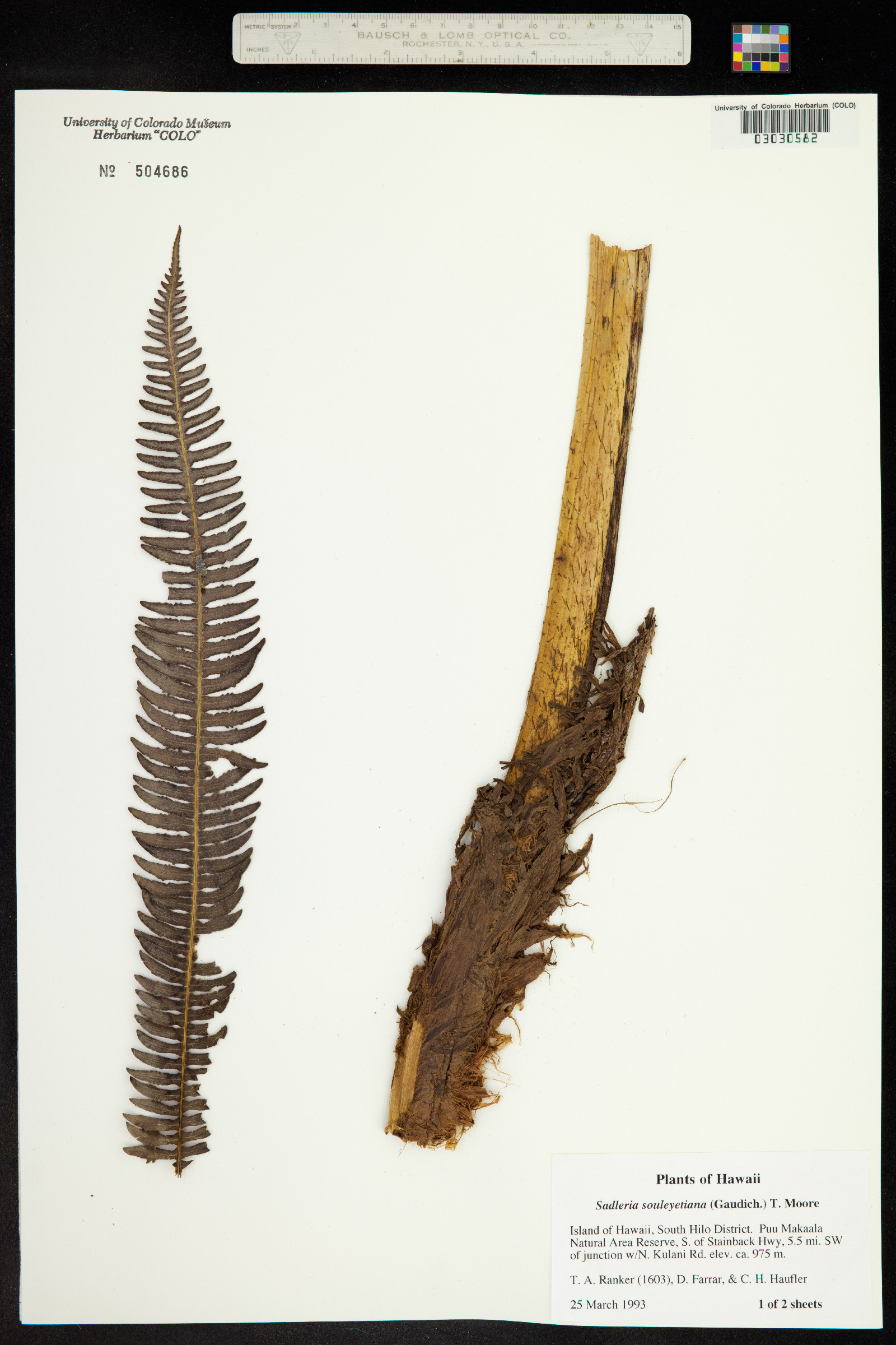 Sadleria souleyetiana image