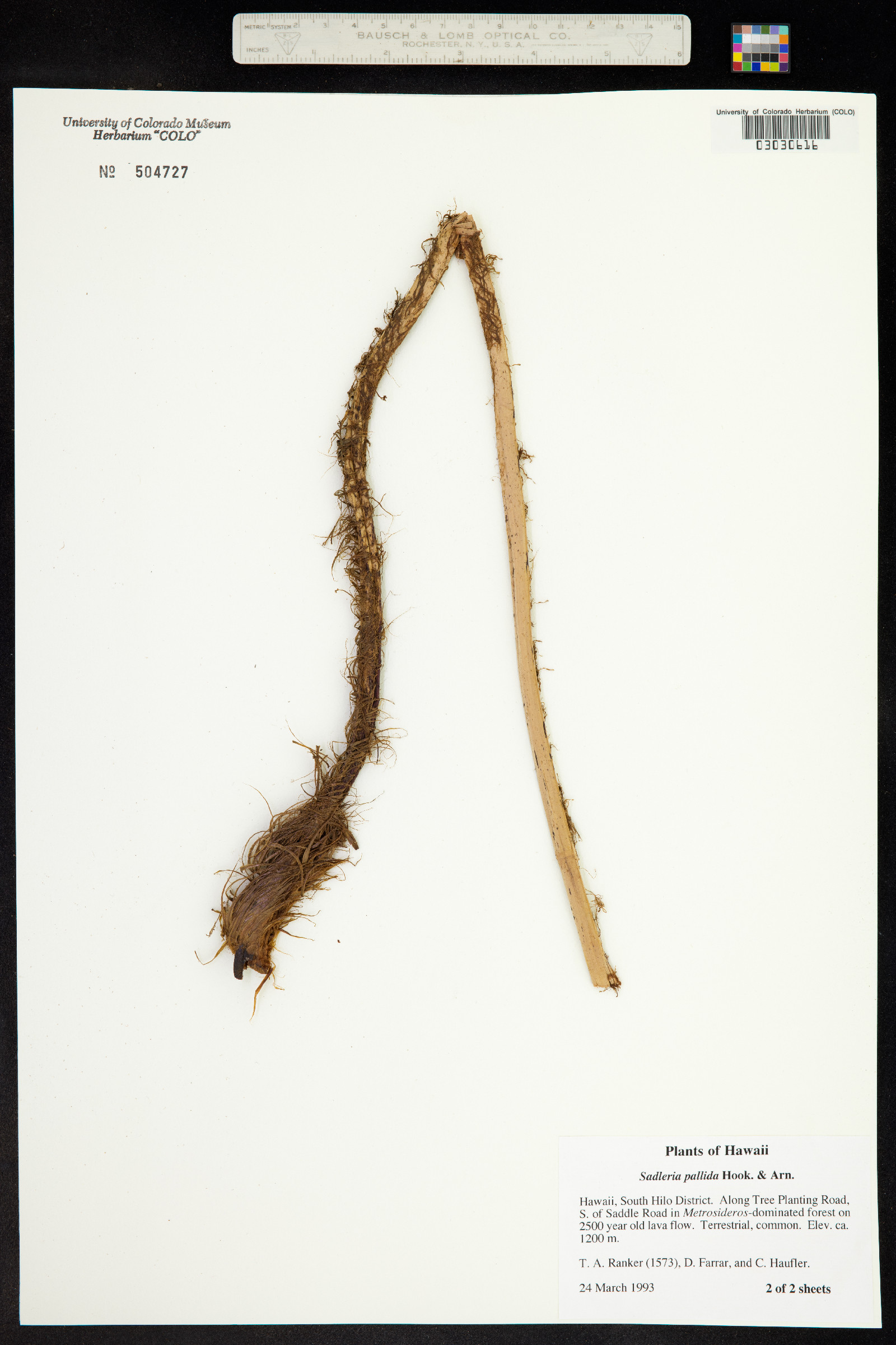 Sadleria pallida image