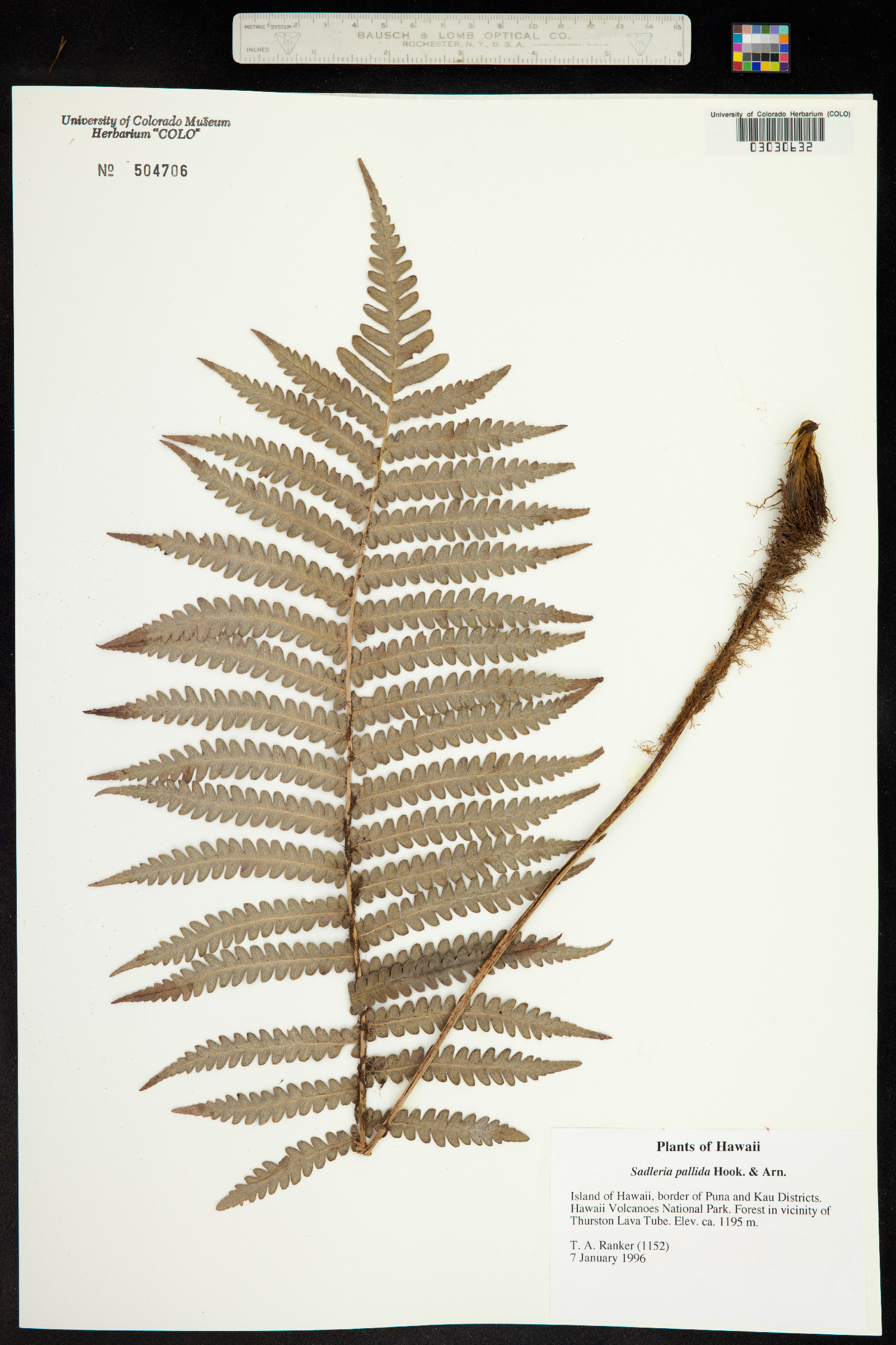 Sadleria pallida image