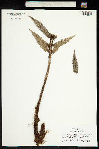 Sadleria pallida image
