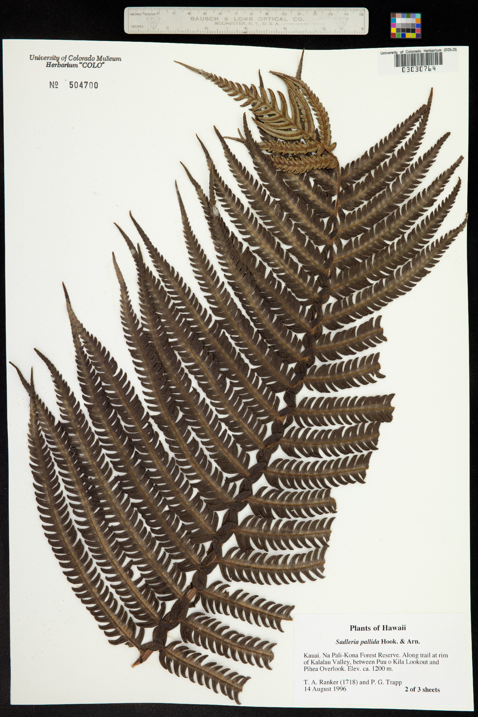 Sadleria pallida image