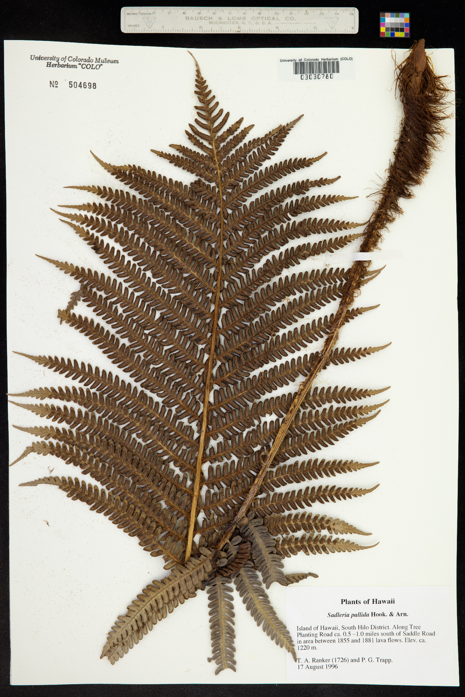 Sadleria pallida image