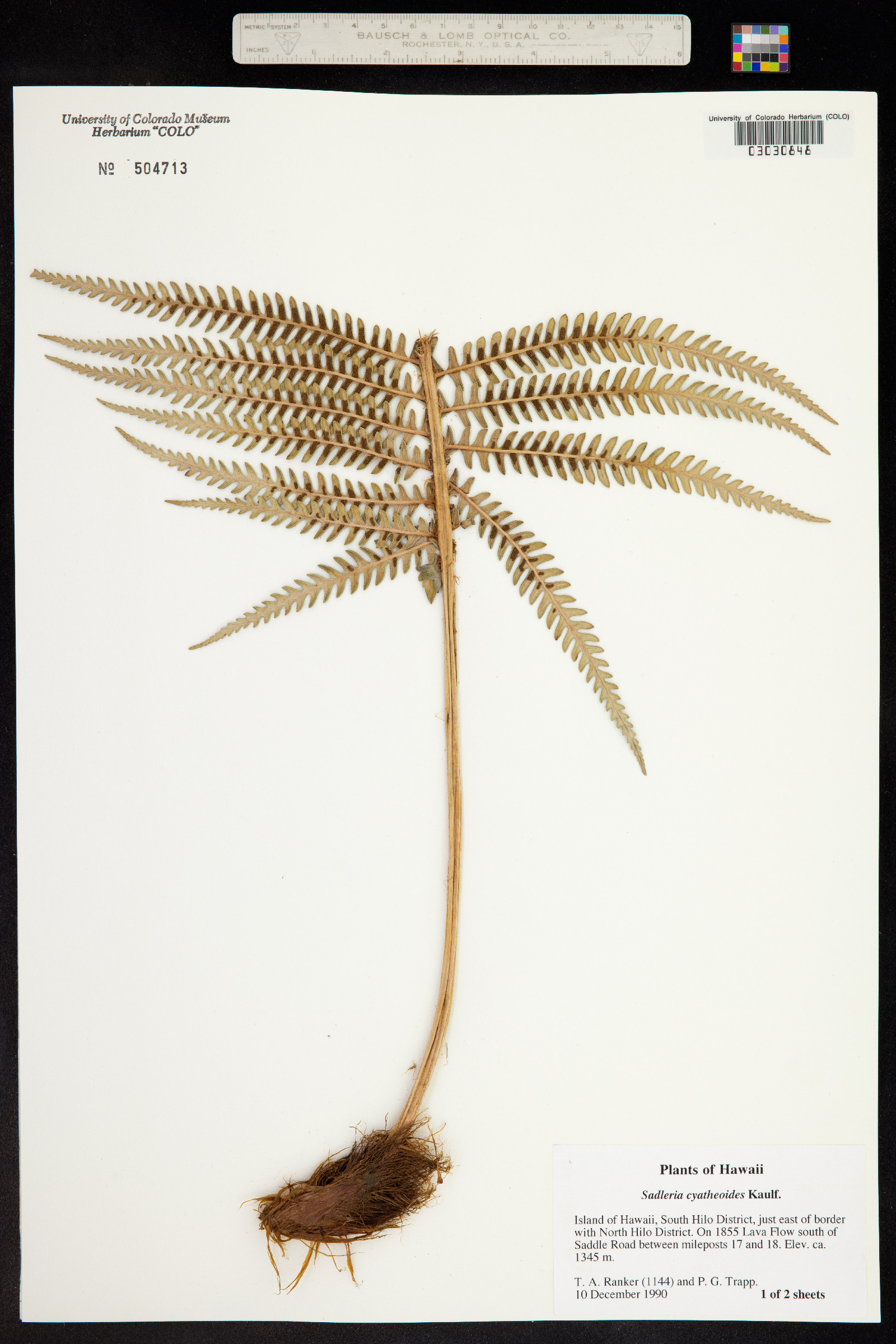 Sadleria cyatheoides image