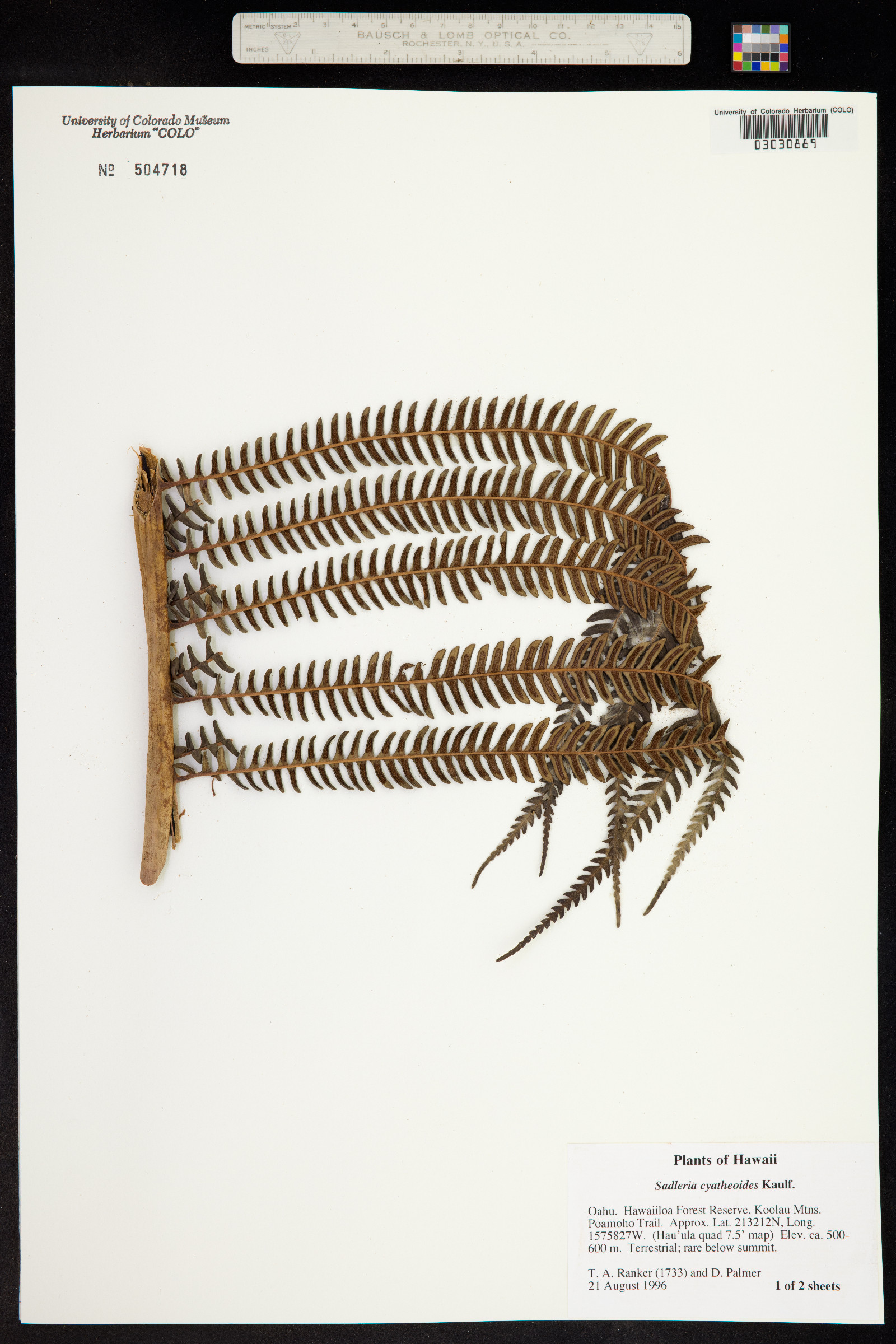 Sadleria cyatheoides image