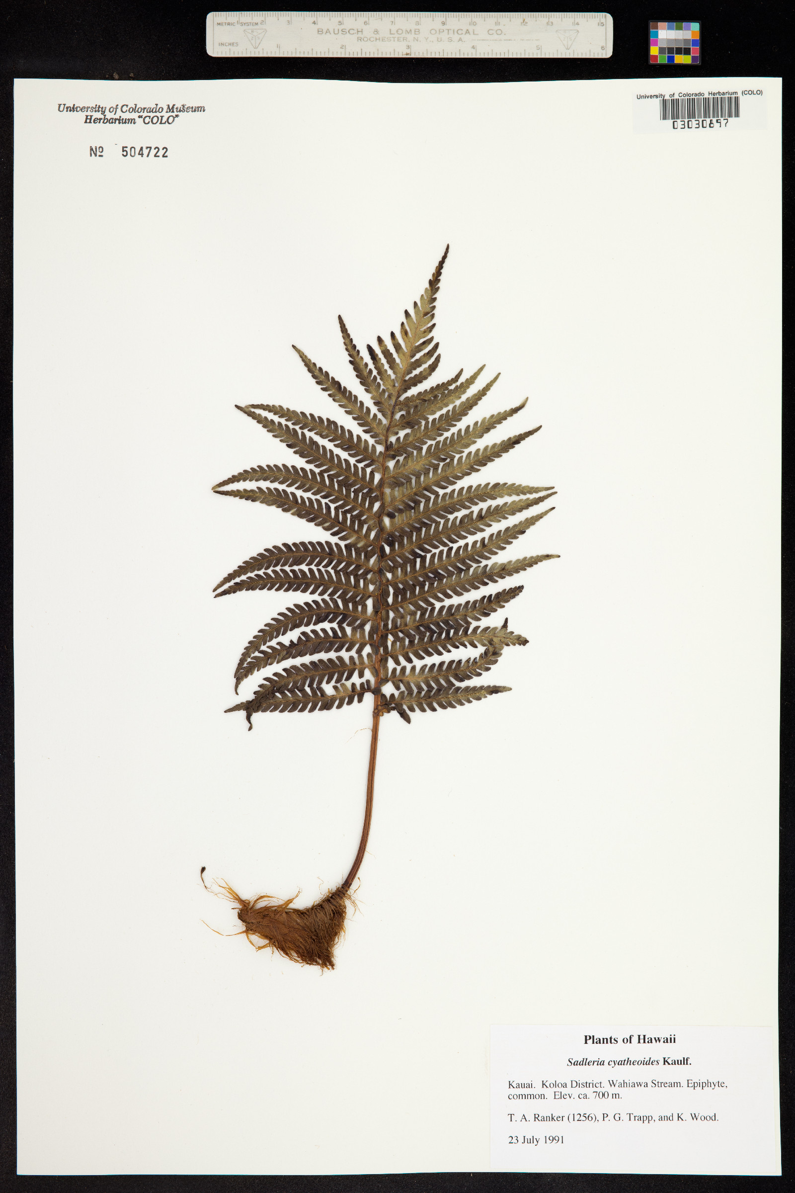 Sadleria cyatheoides image