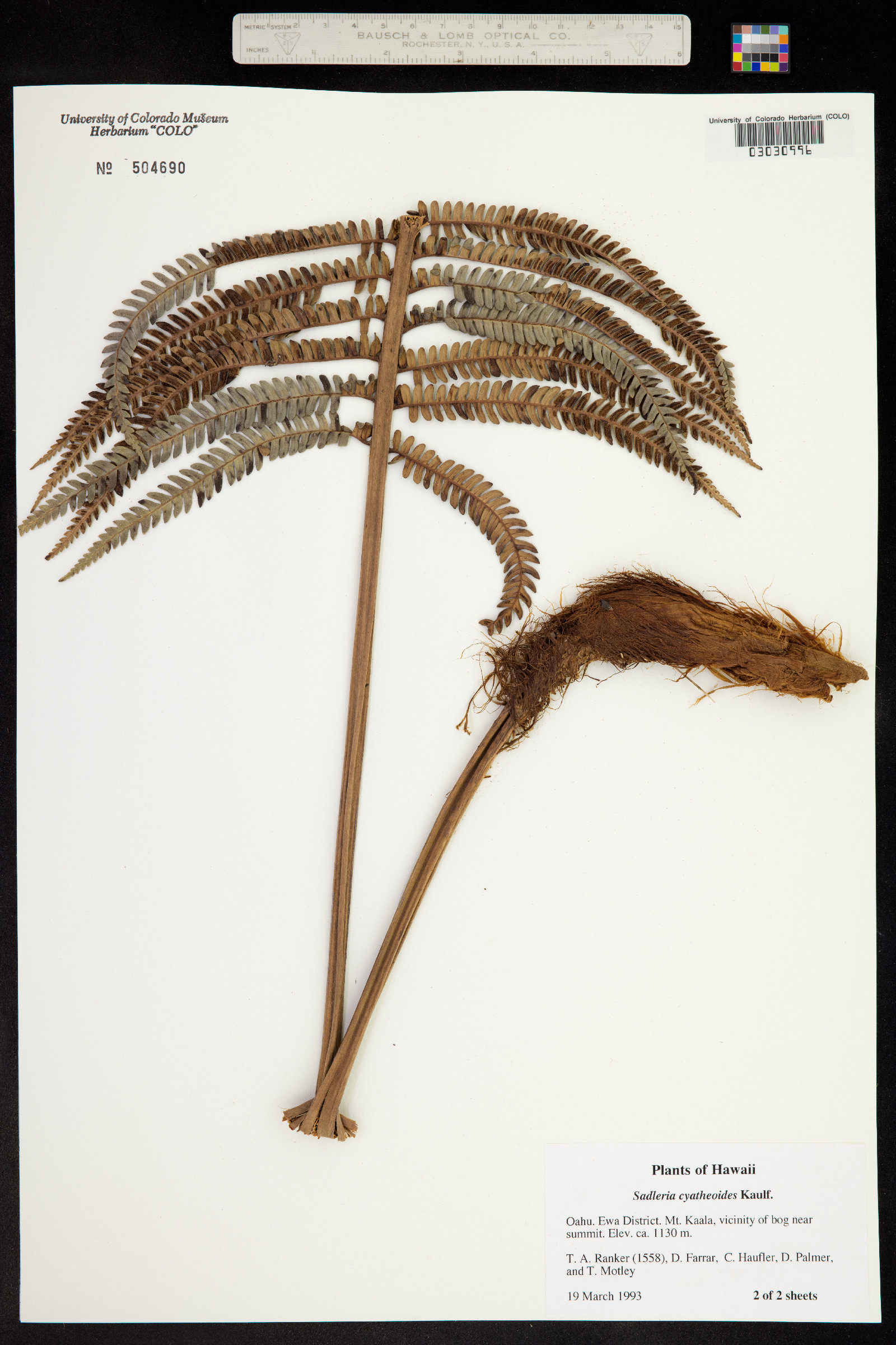Sadleria cyatheoides image