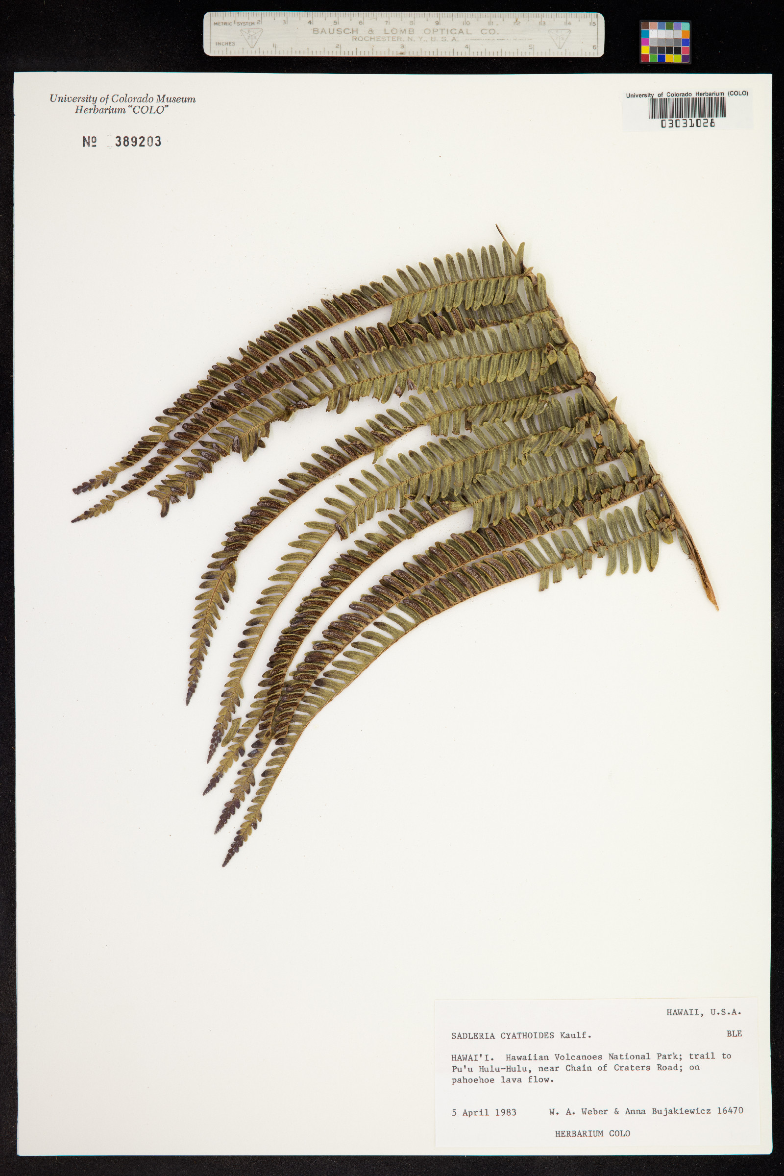 Sadleria cyatheoides image