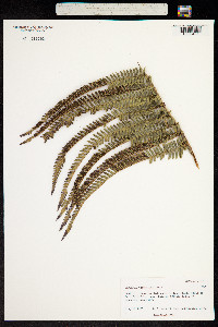 Sadleria cyatheoides image