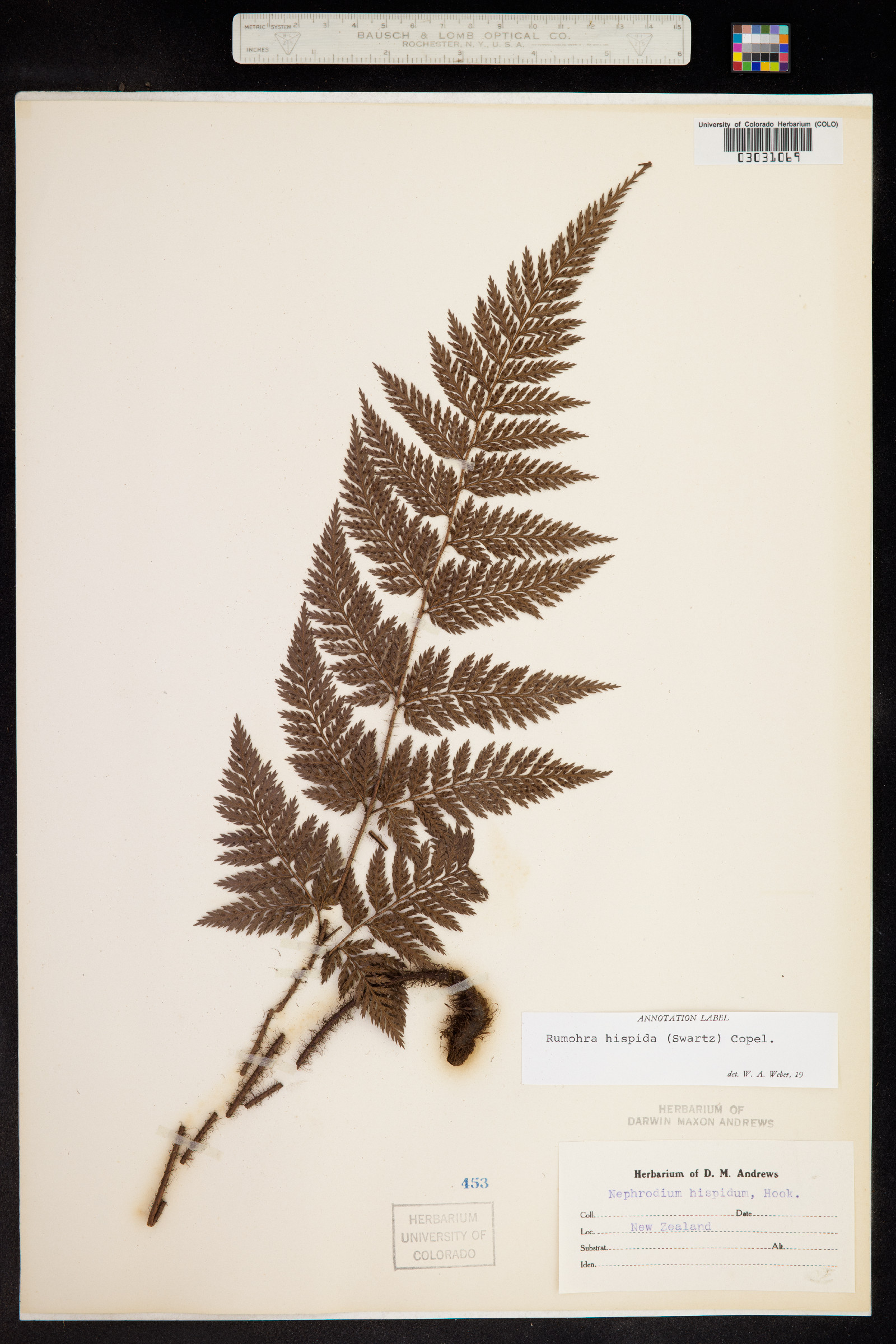 Lastreopsis hispida image