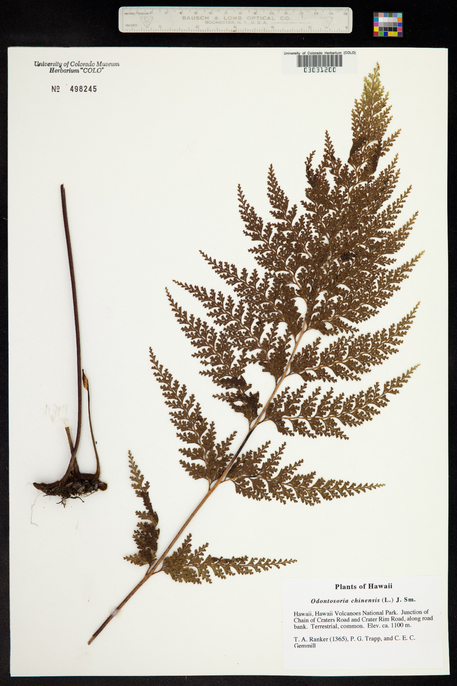 Odontosoria chinensis image