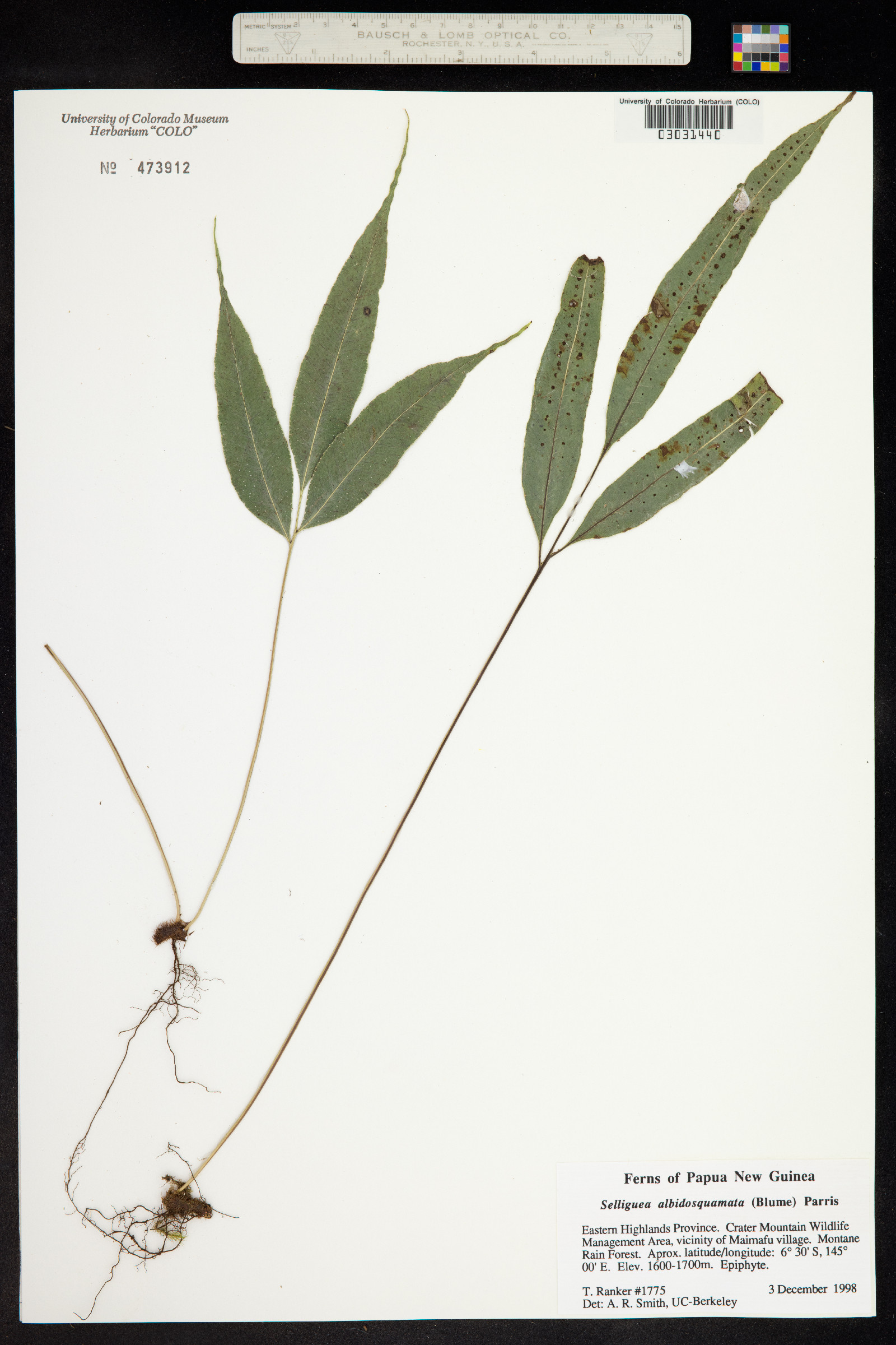 Selliguea albidosquamata image