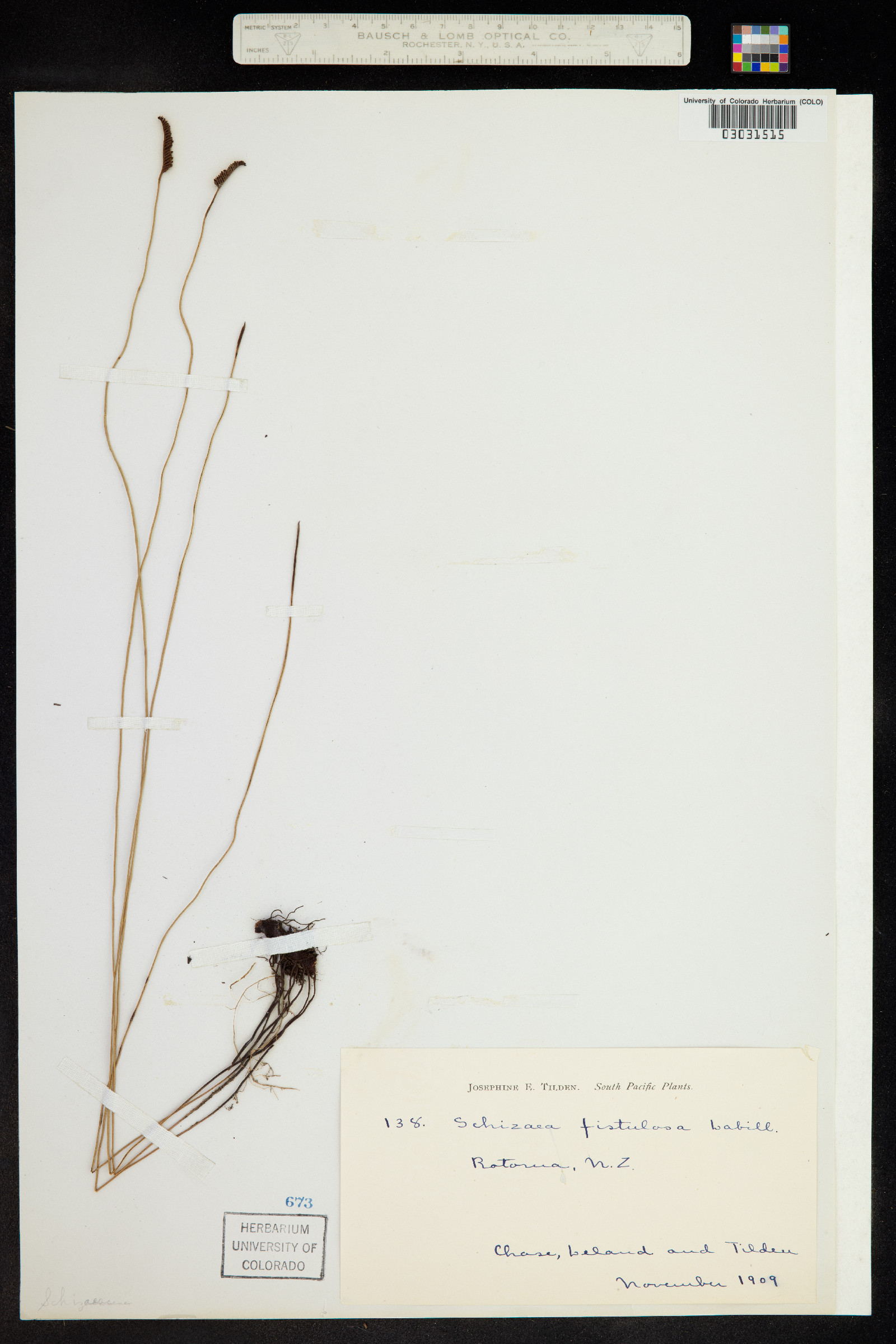 Schizaea fistulosa image