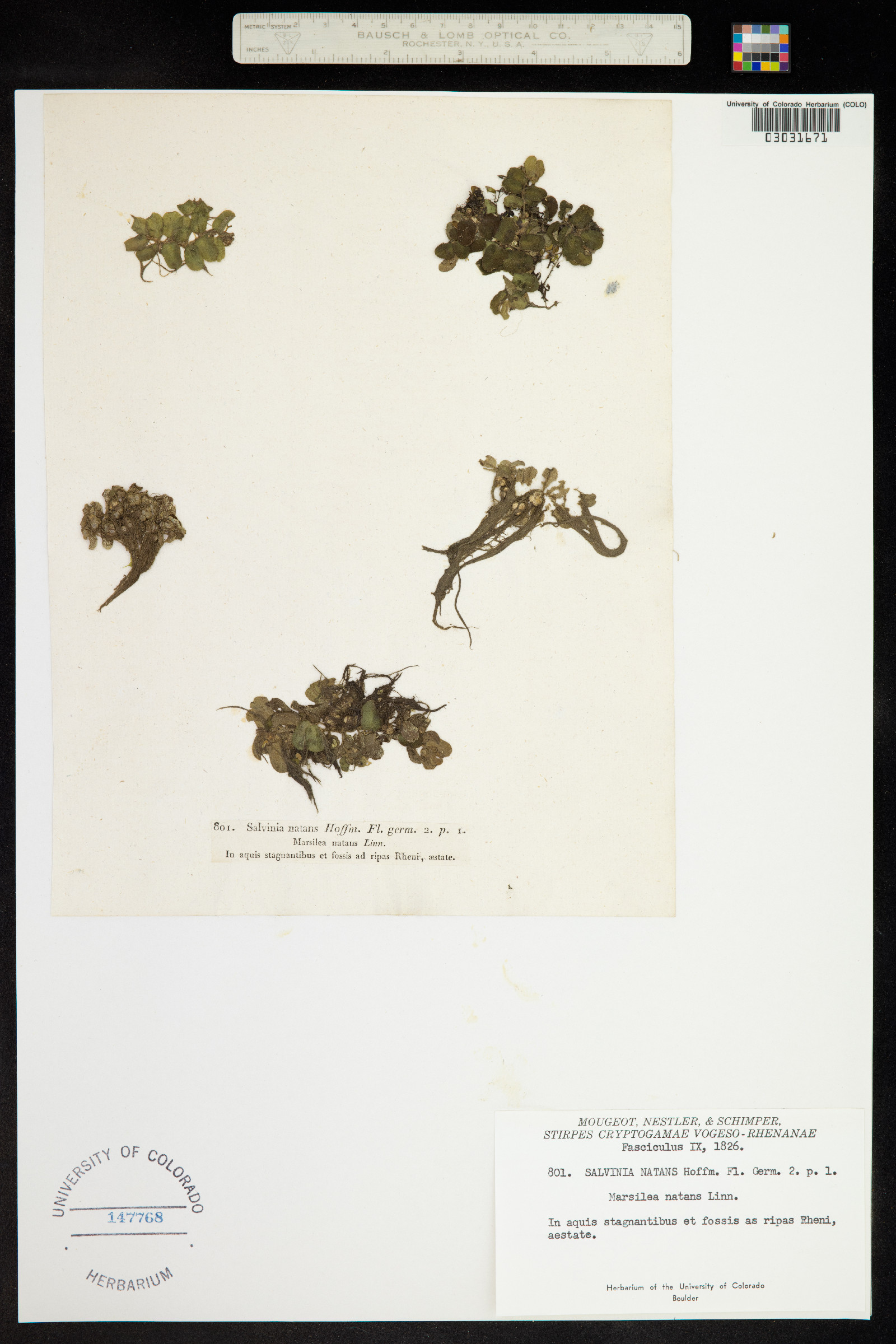 Salvinia natans image