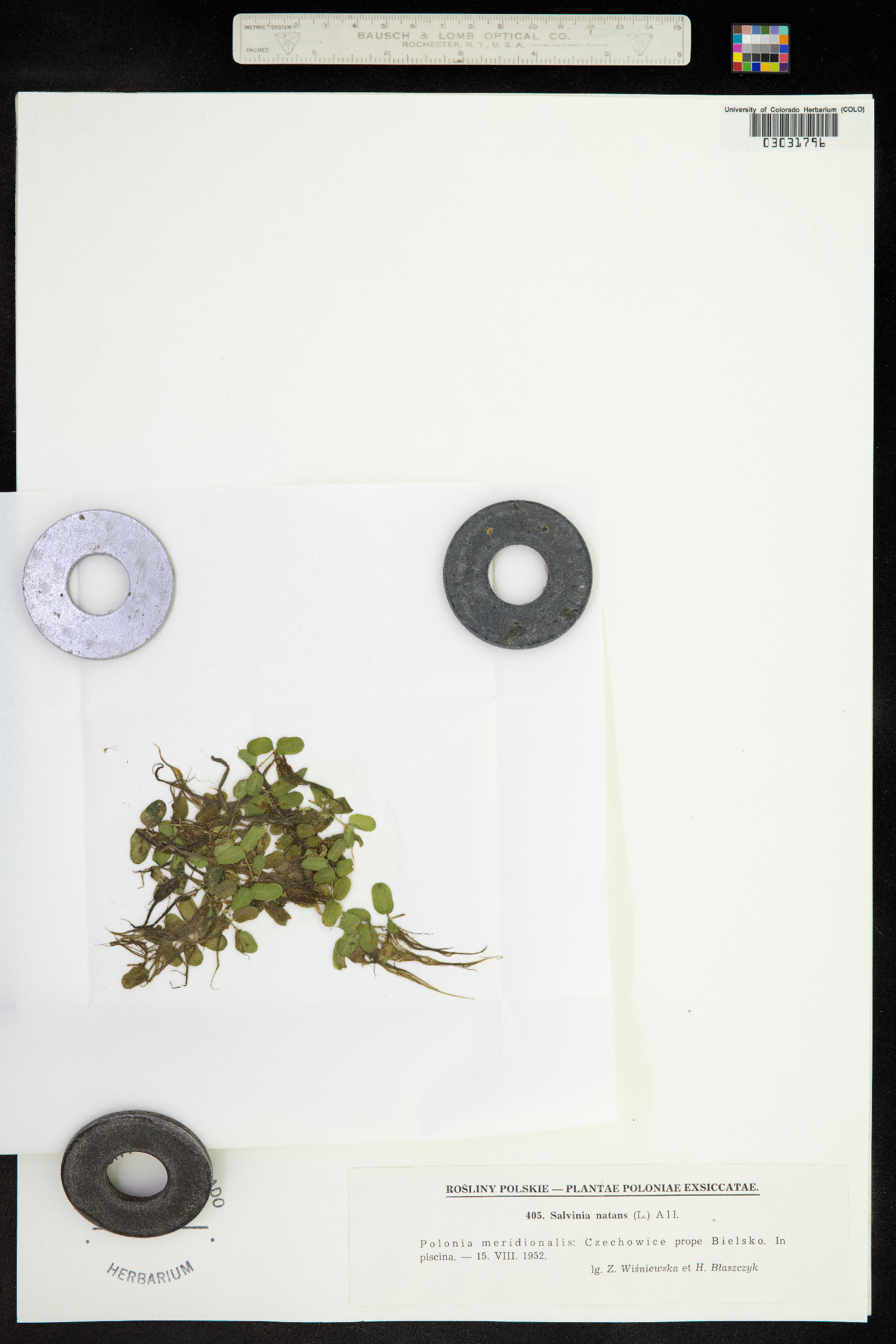 Salvinia natans image