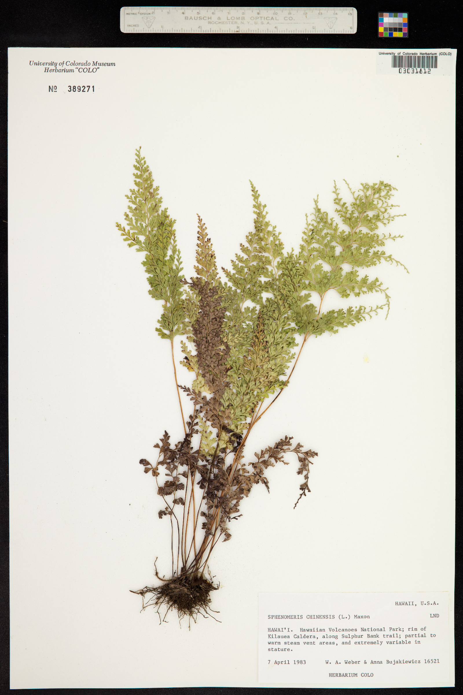 Odontosoria chinensis image