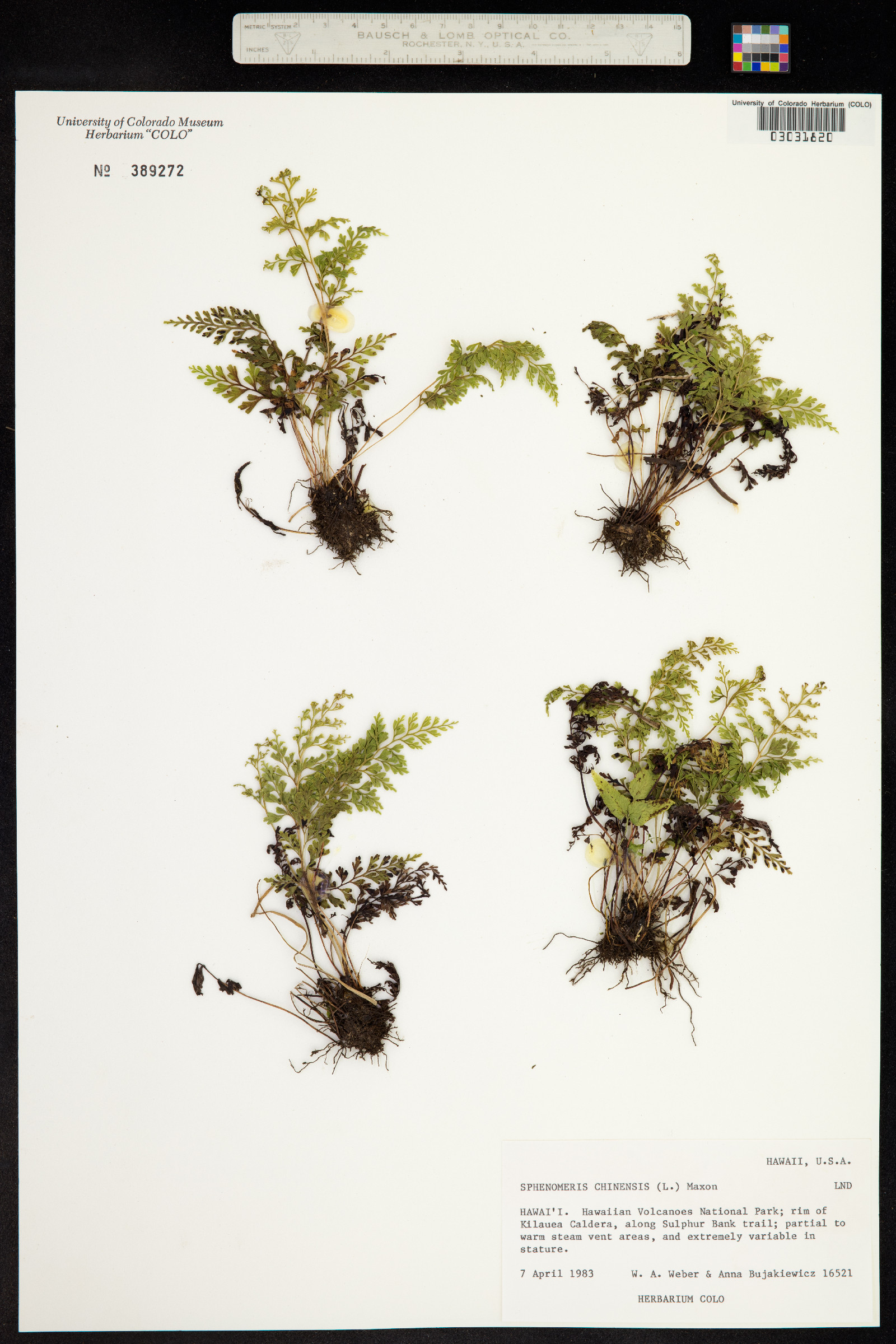 Odontosoria chinensis image