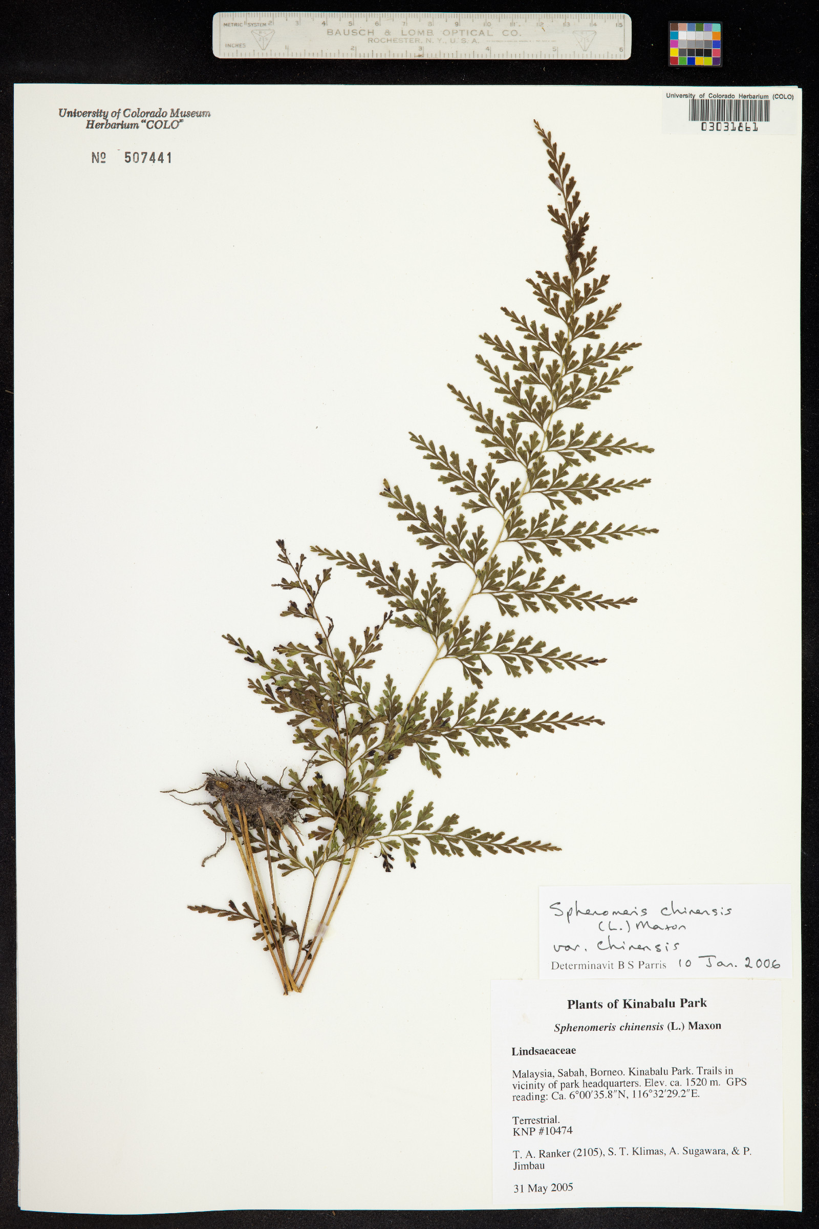 Lindsaeaceae image