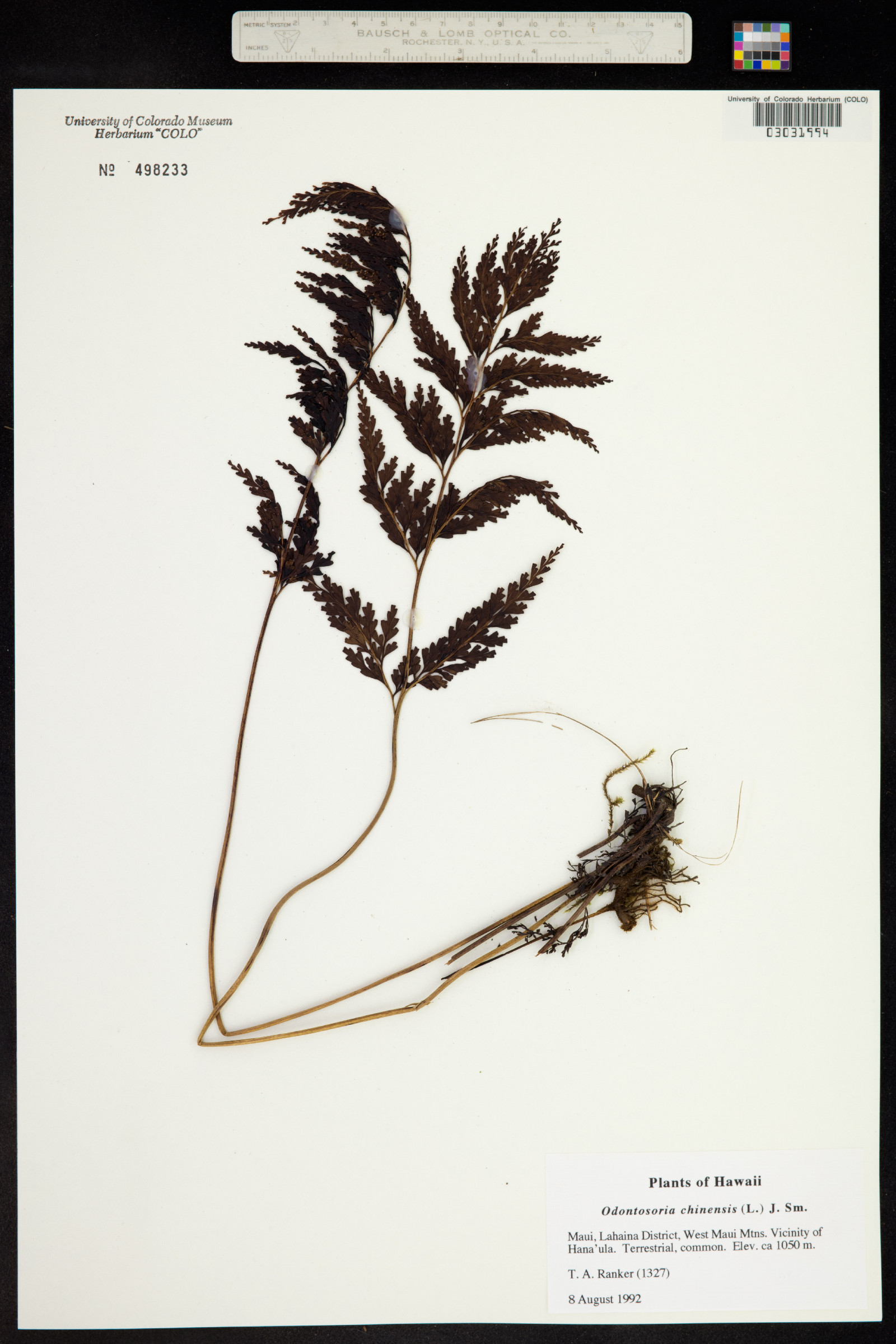 Odontosoria chinensis image