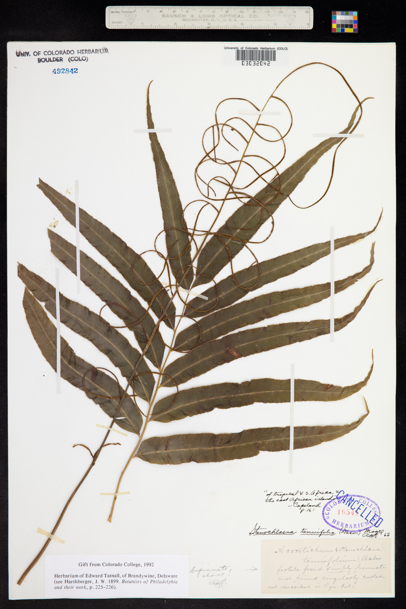 Stenochlaena tenuifolia image