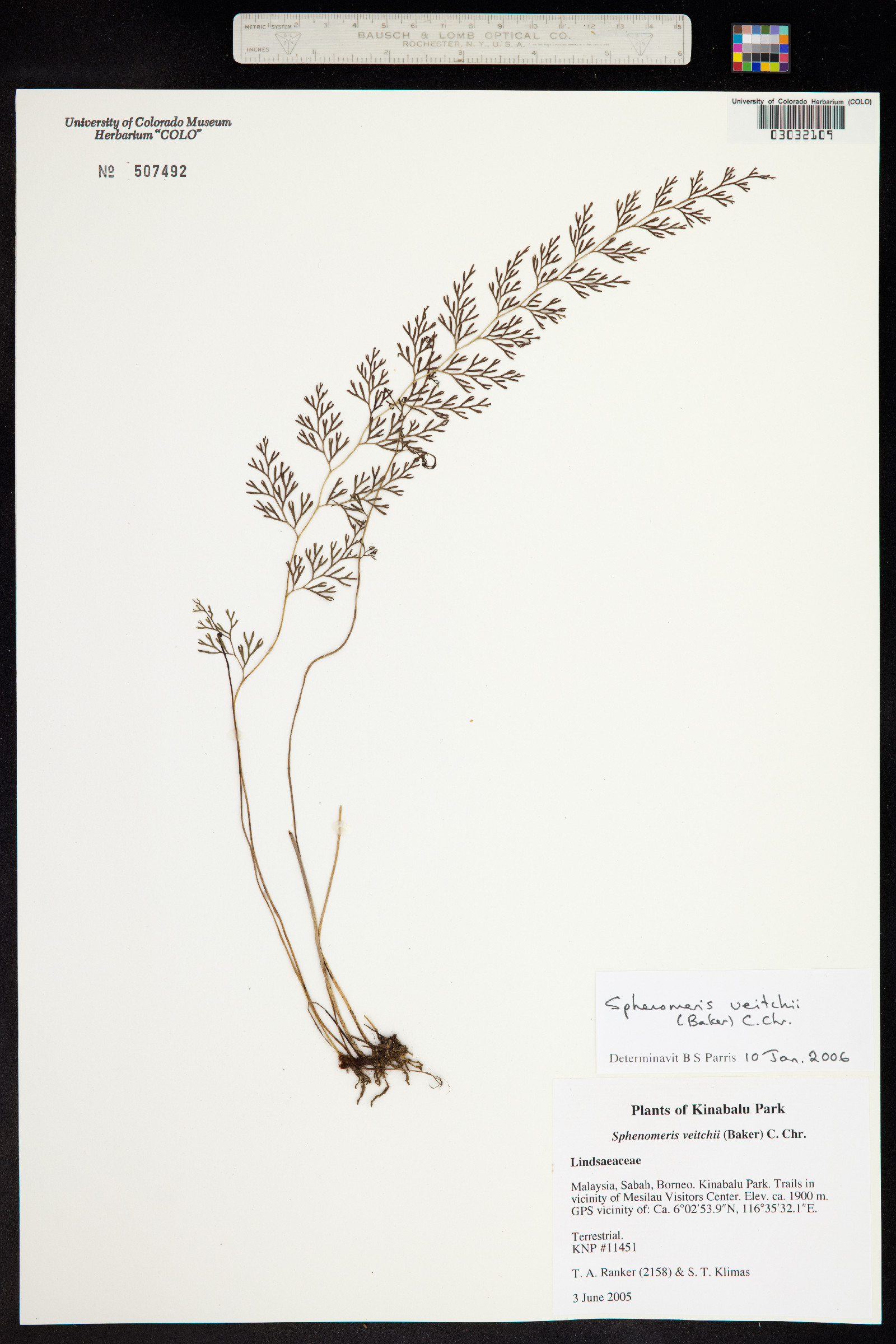Sphenomeris clavata image