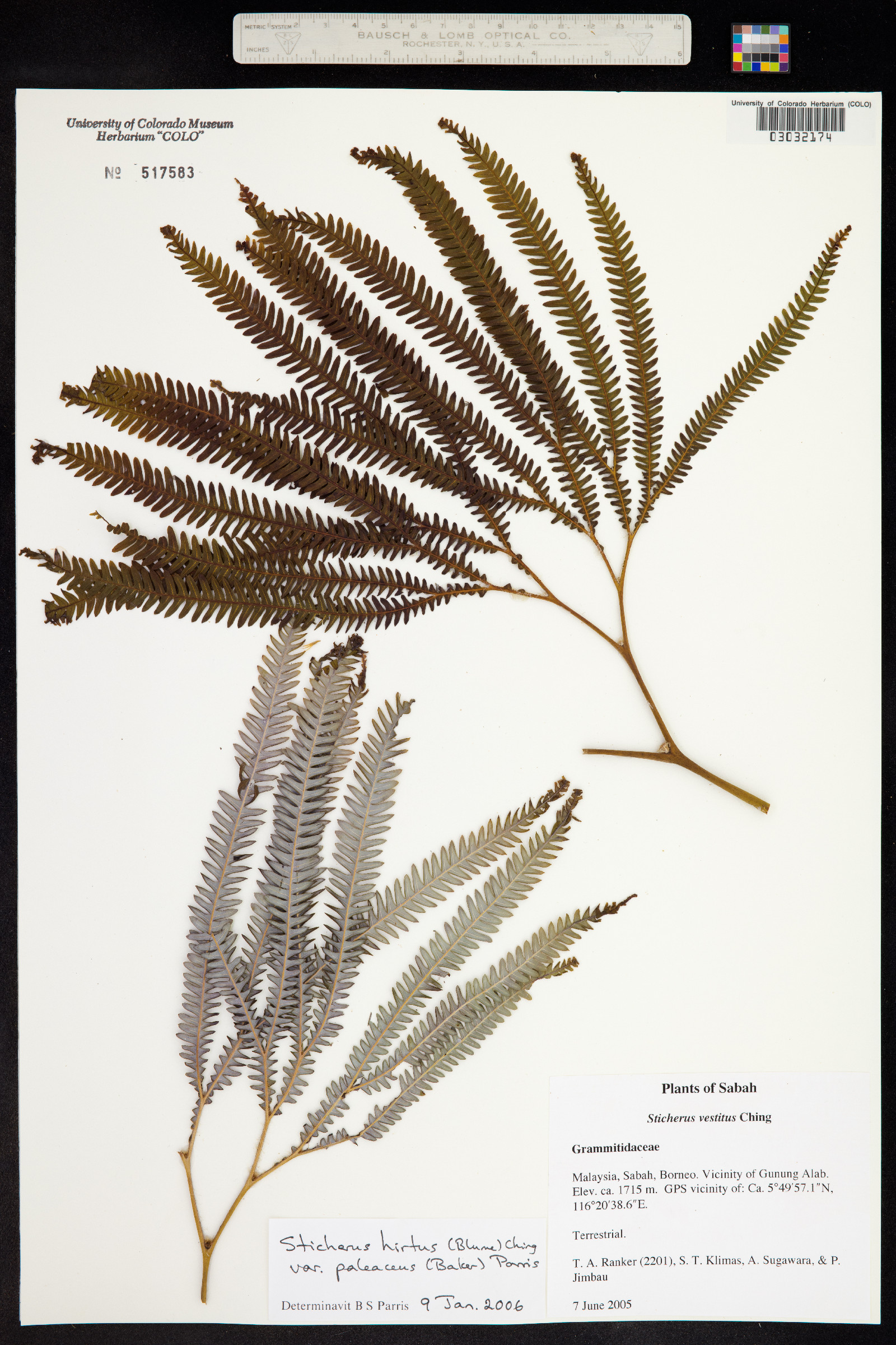 Sticherus hirtus image