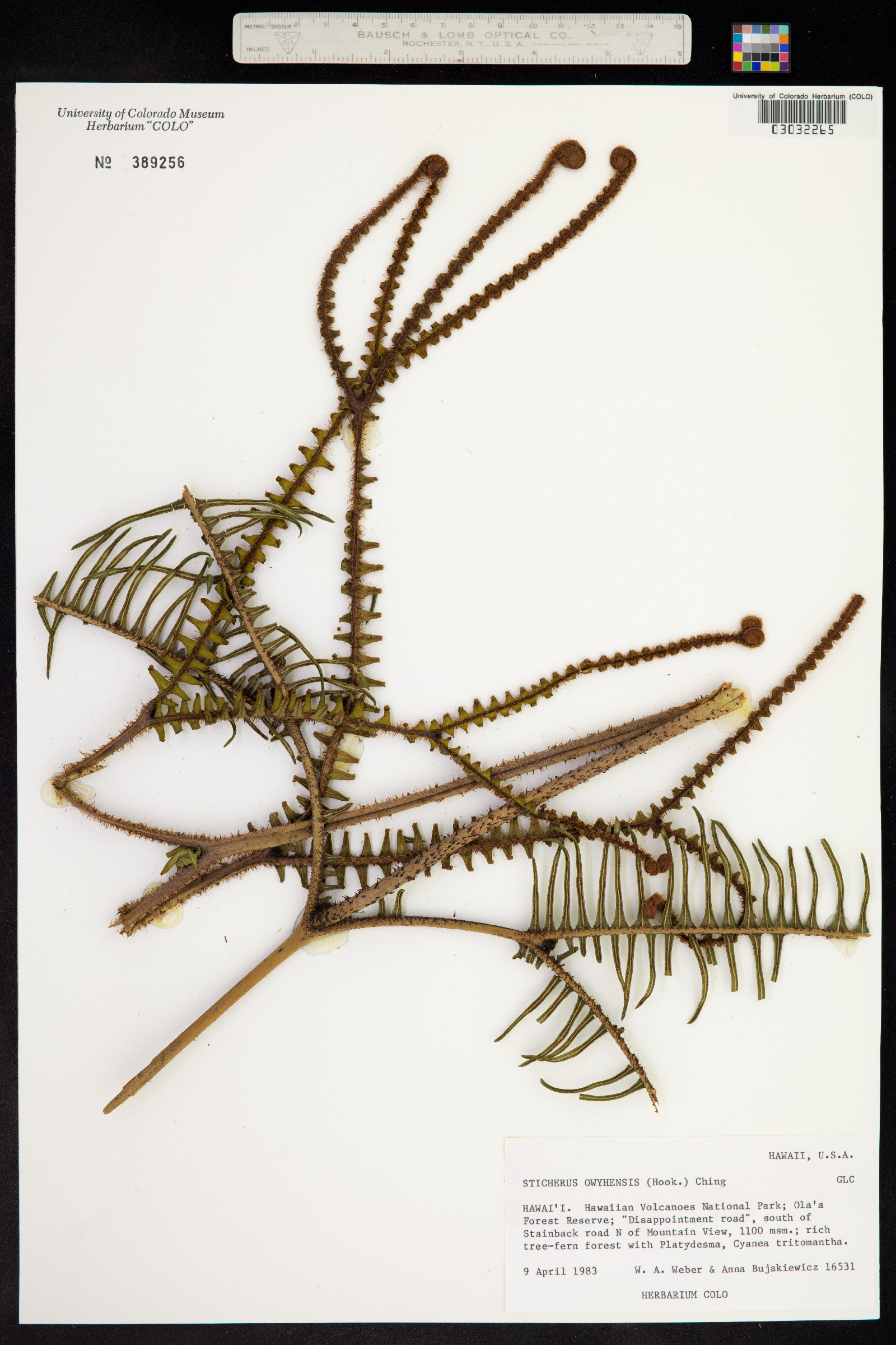 Sticherus owhyhensis image