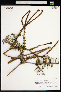 Sticherus owhyensis image
