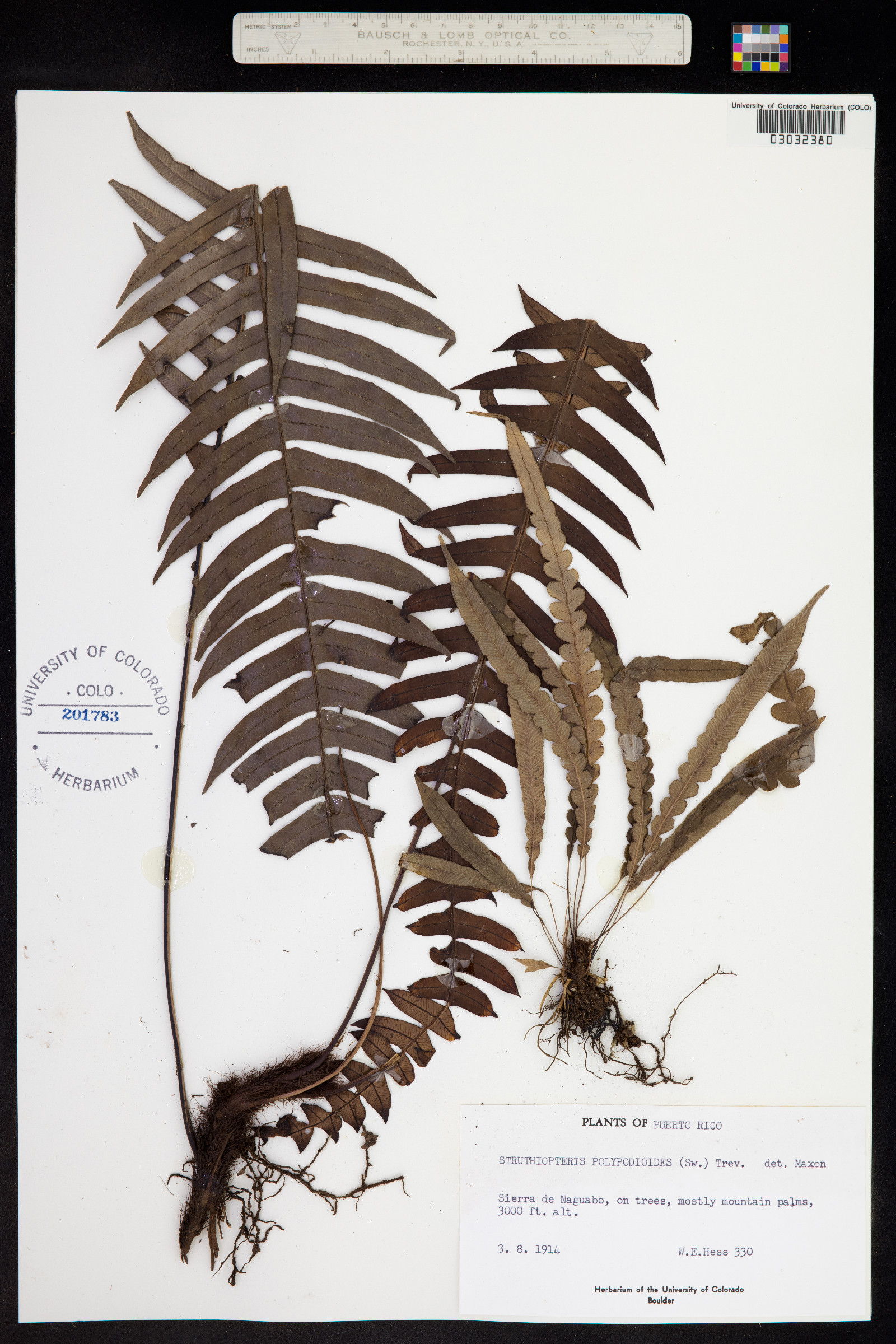 Blechnum image