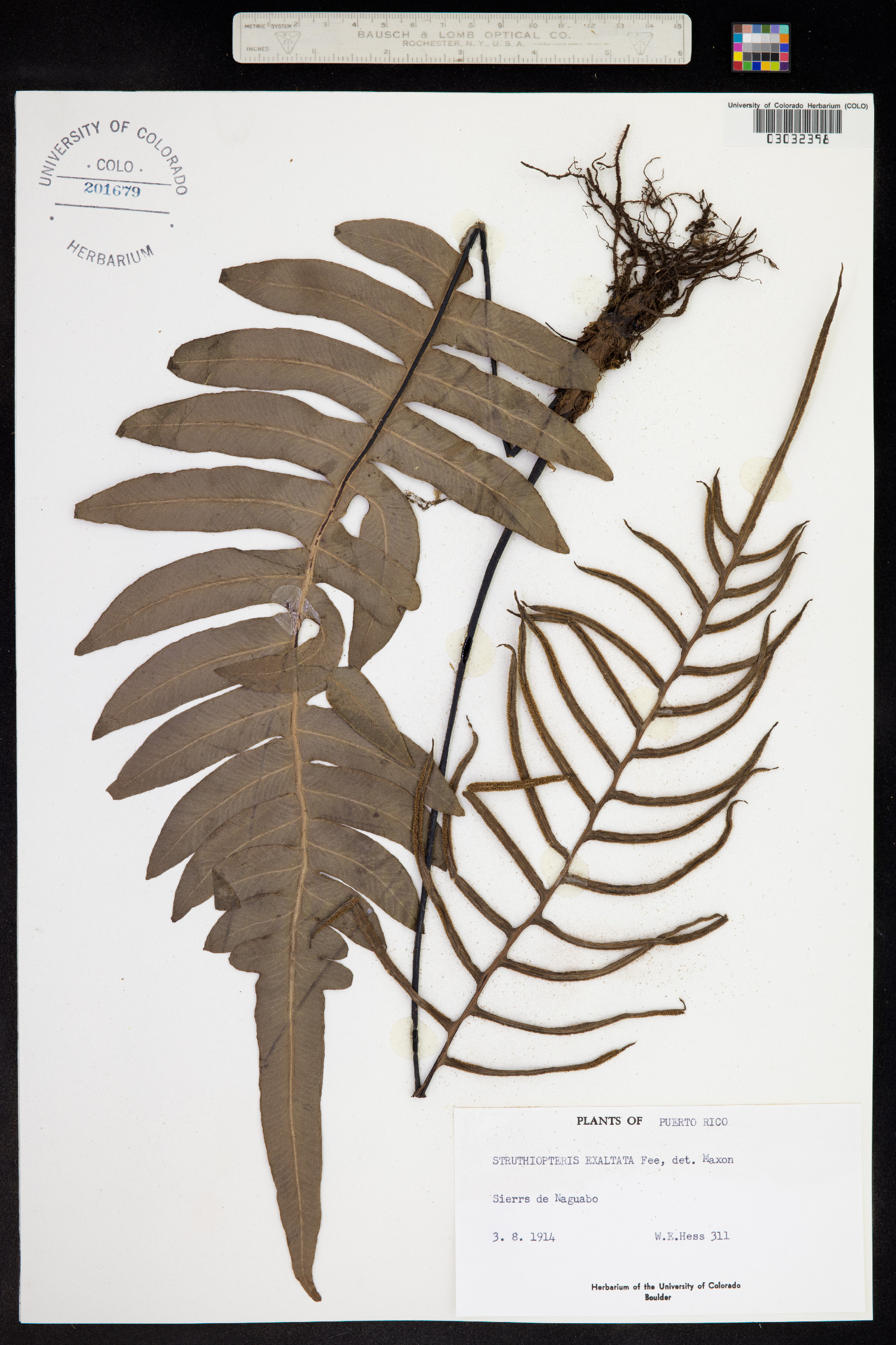 Blechnum divergens image