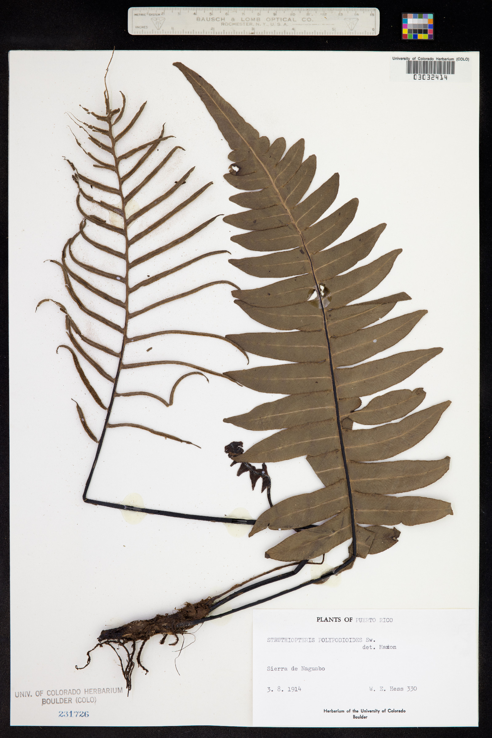 Blechnum fragile image