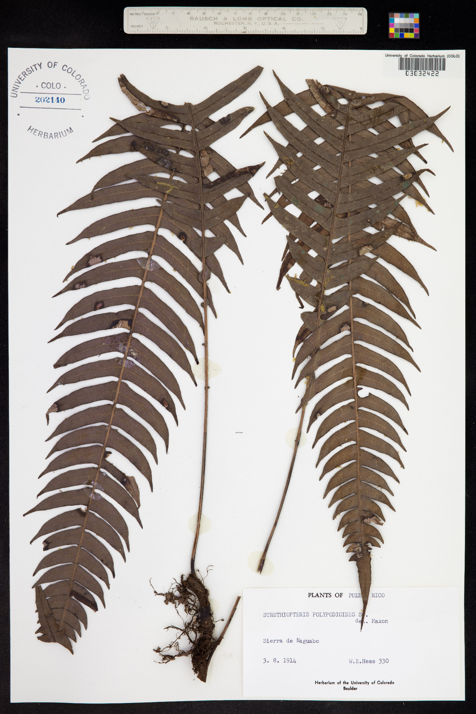 Blechnum fragile image