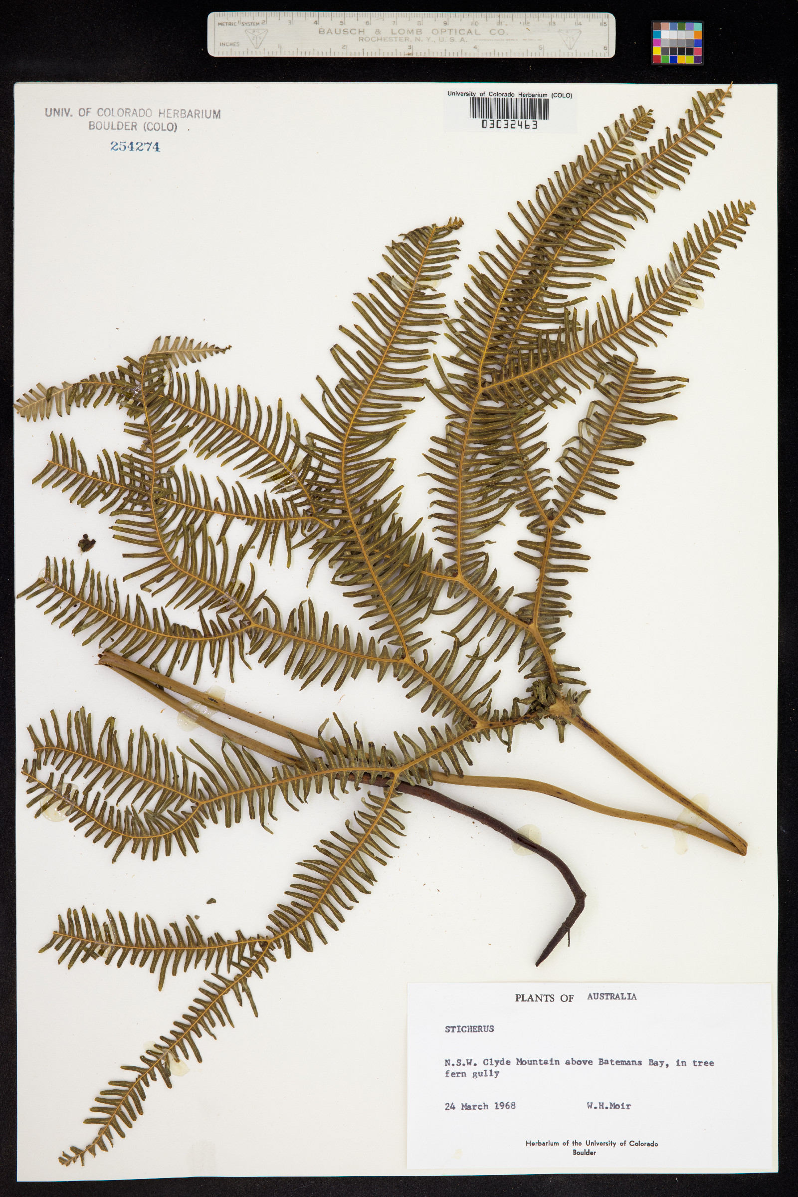 Sticherus image