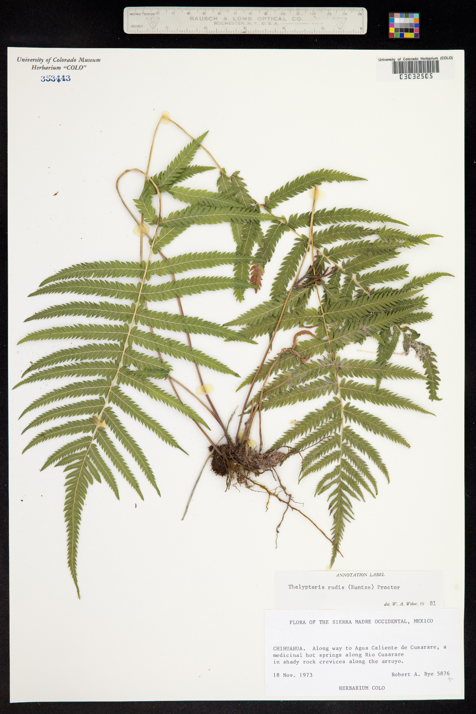 Thelypteris rudis image