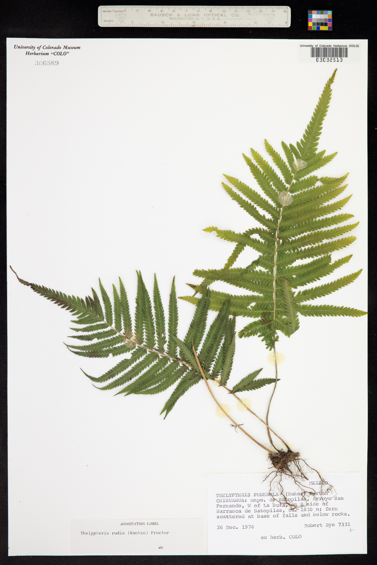 Thelypteris rudis image