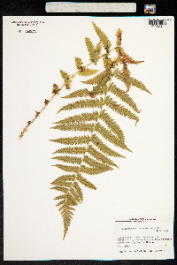 Image of Thelypteris quelpaertensis