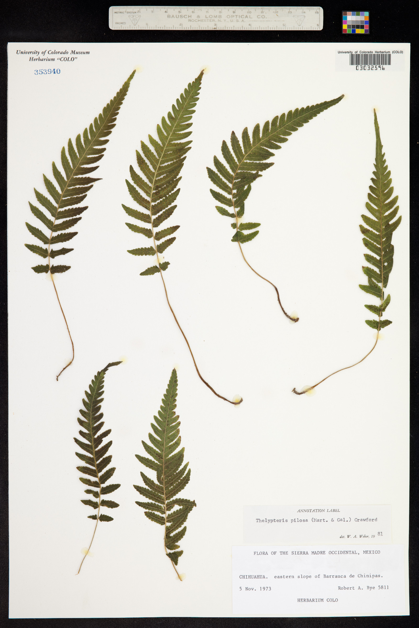 Thelypteris pilosa image