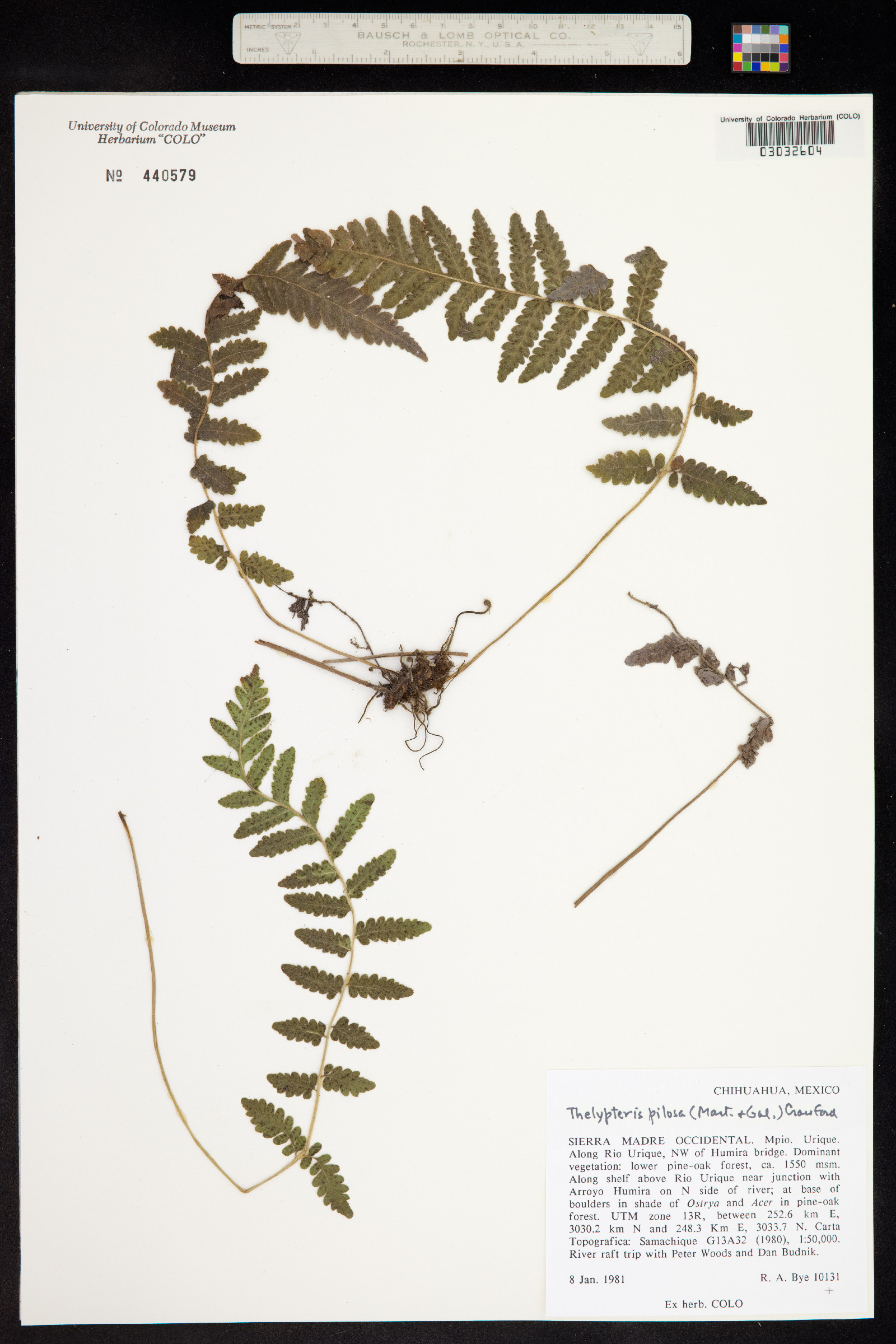 Thelypteris pilosa image