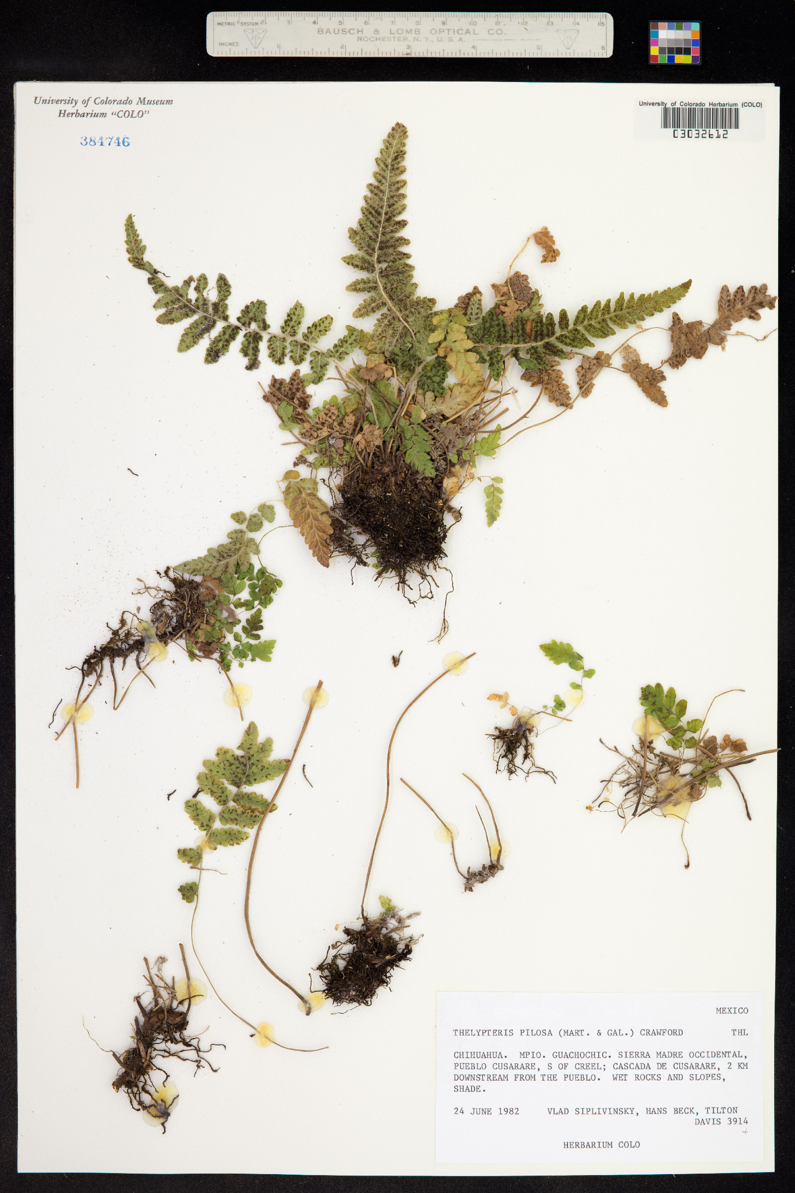 Thelypteris pilosa image