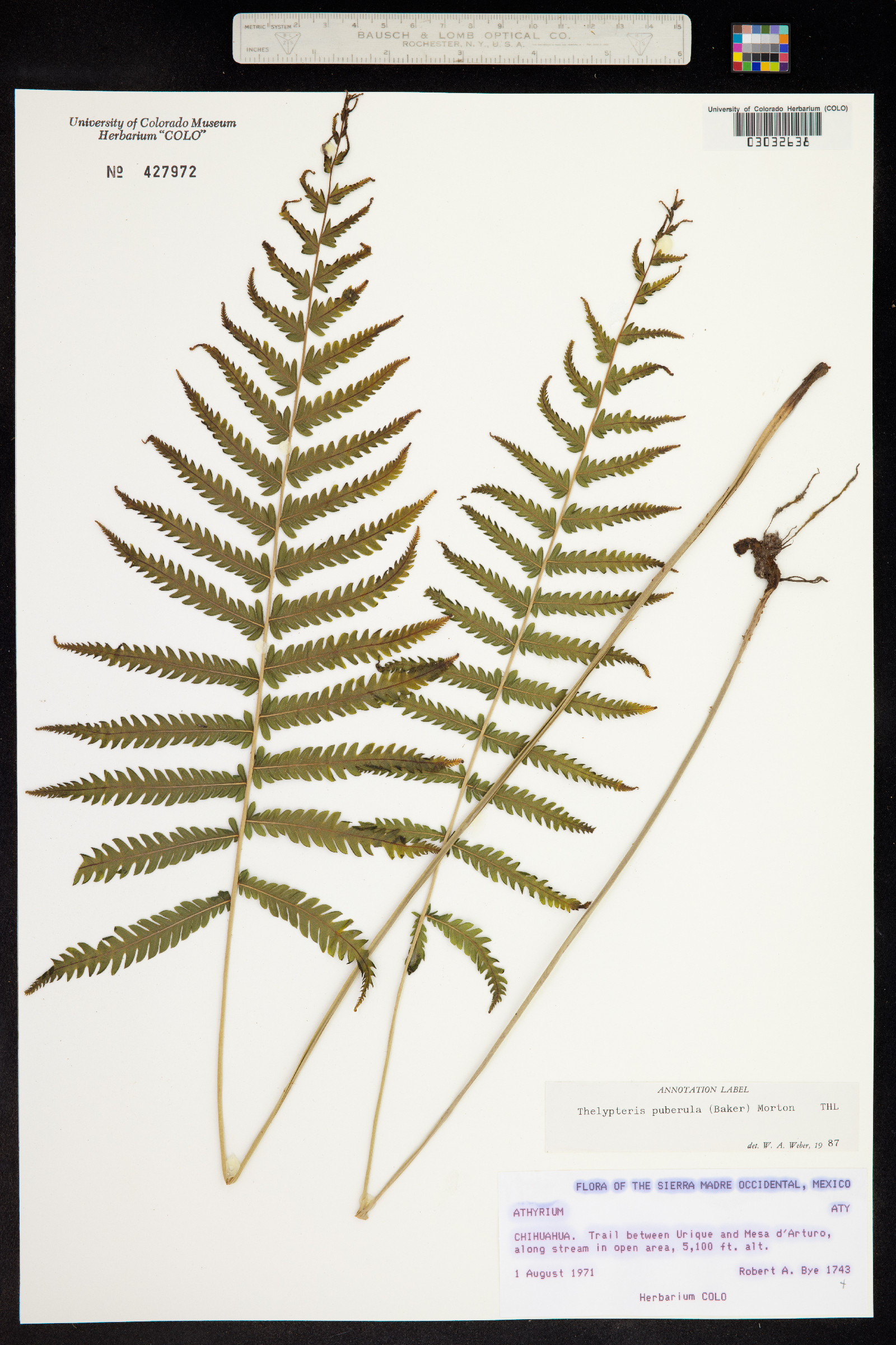 Thelypteris puberula image