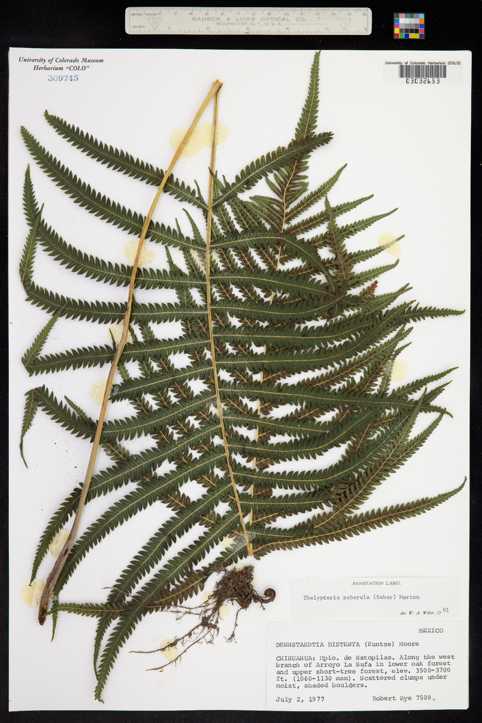 Thelypteris pilosa image