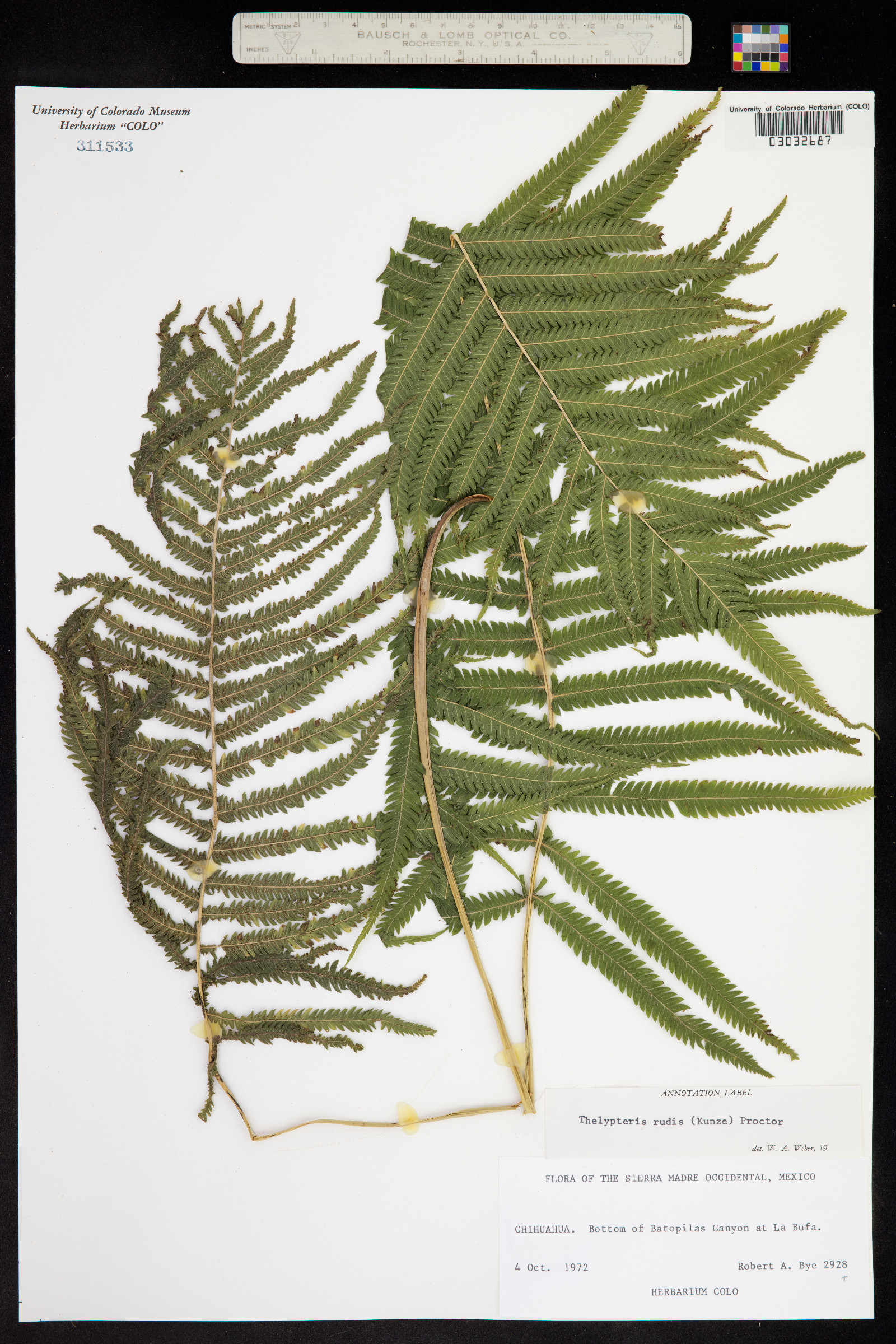 Thelypteris rudis image