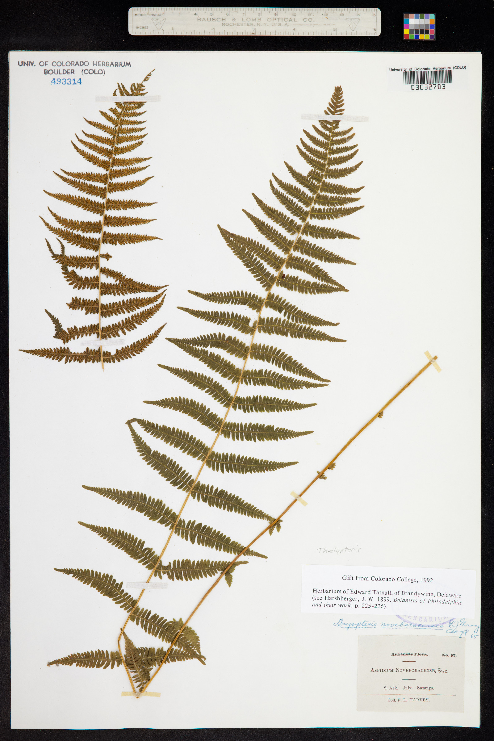 Thelypteris noveboracensis image