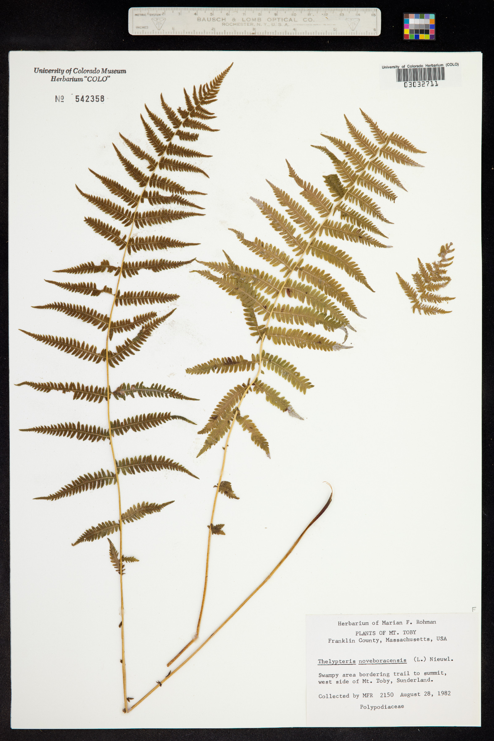 Thelypteris noveboracensis image