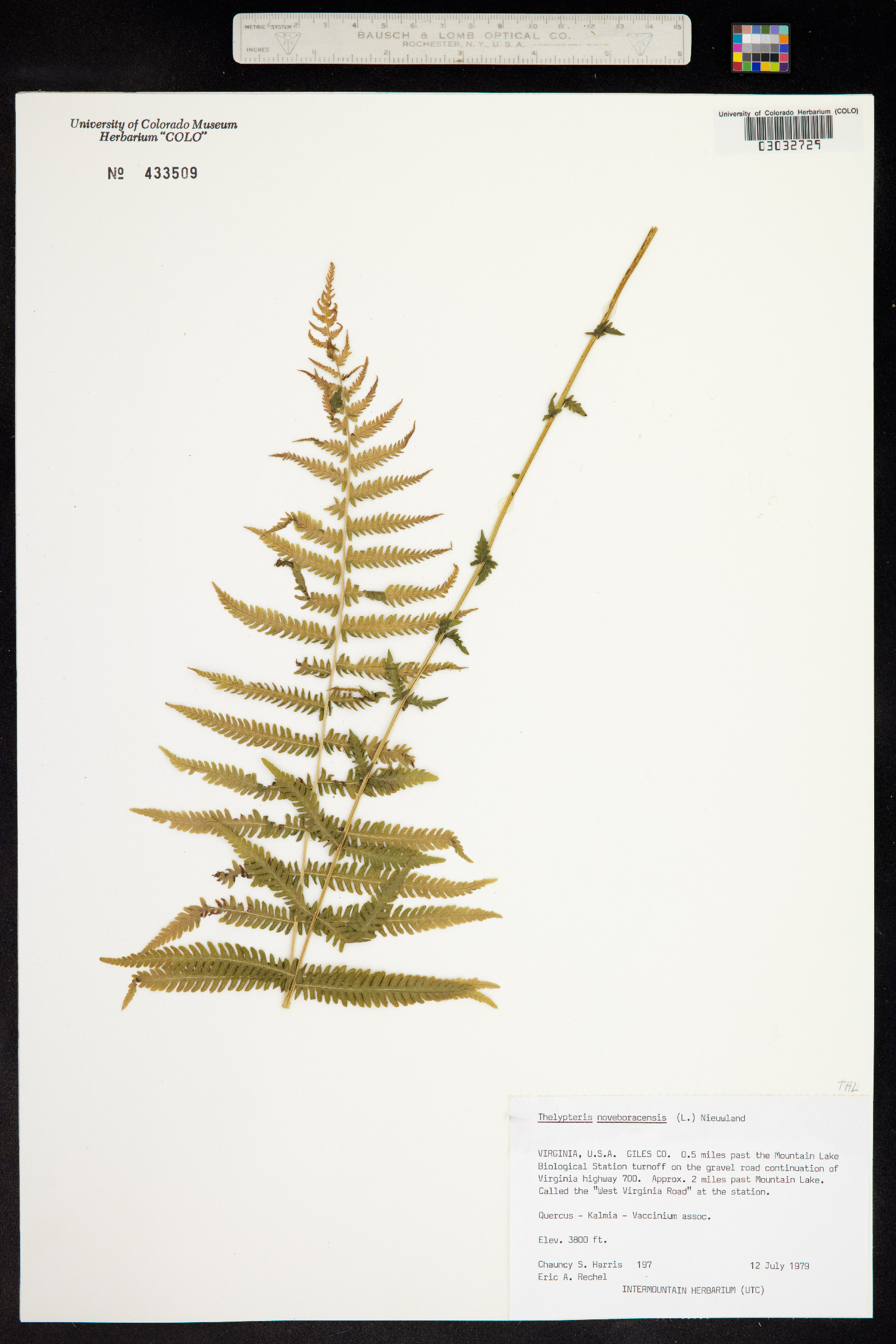 Thelypteris noveboracensis image